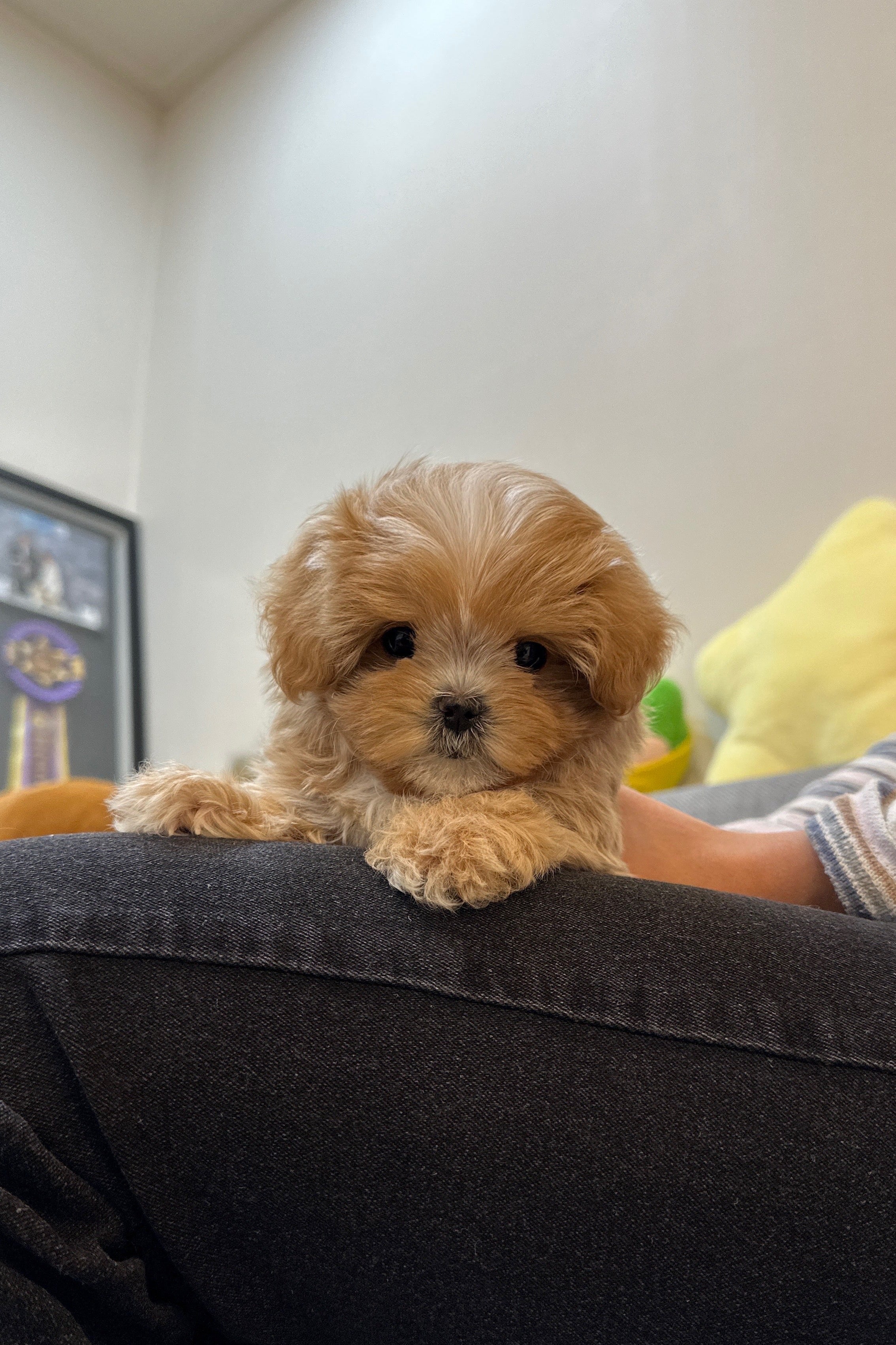 BREAD - MALE (MALTIPOO)