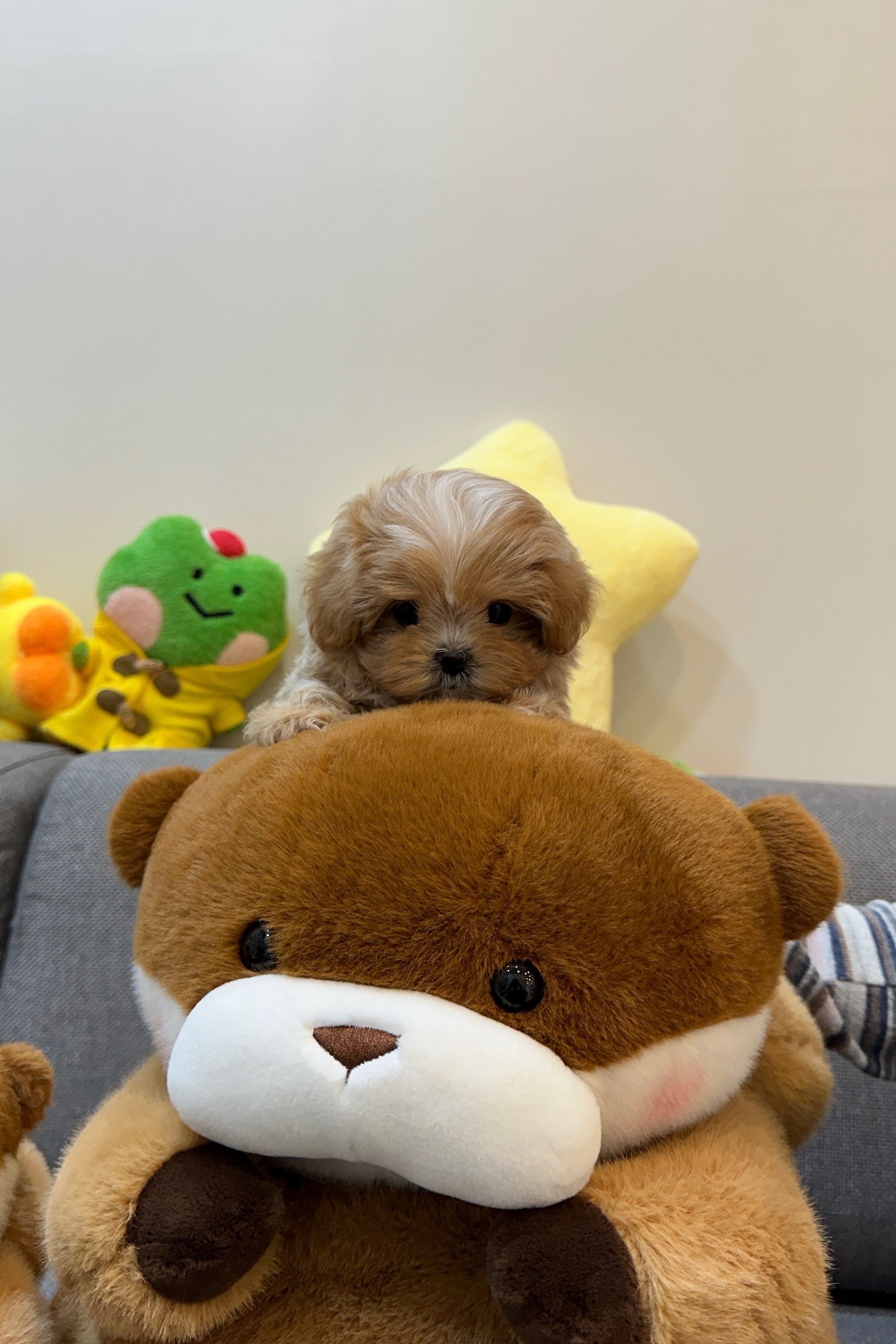 BREAD - MALE (MALTIPOO)