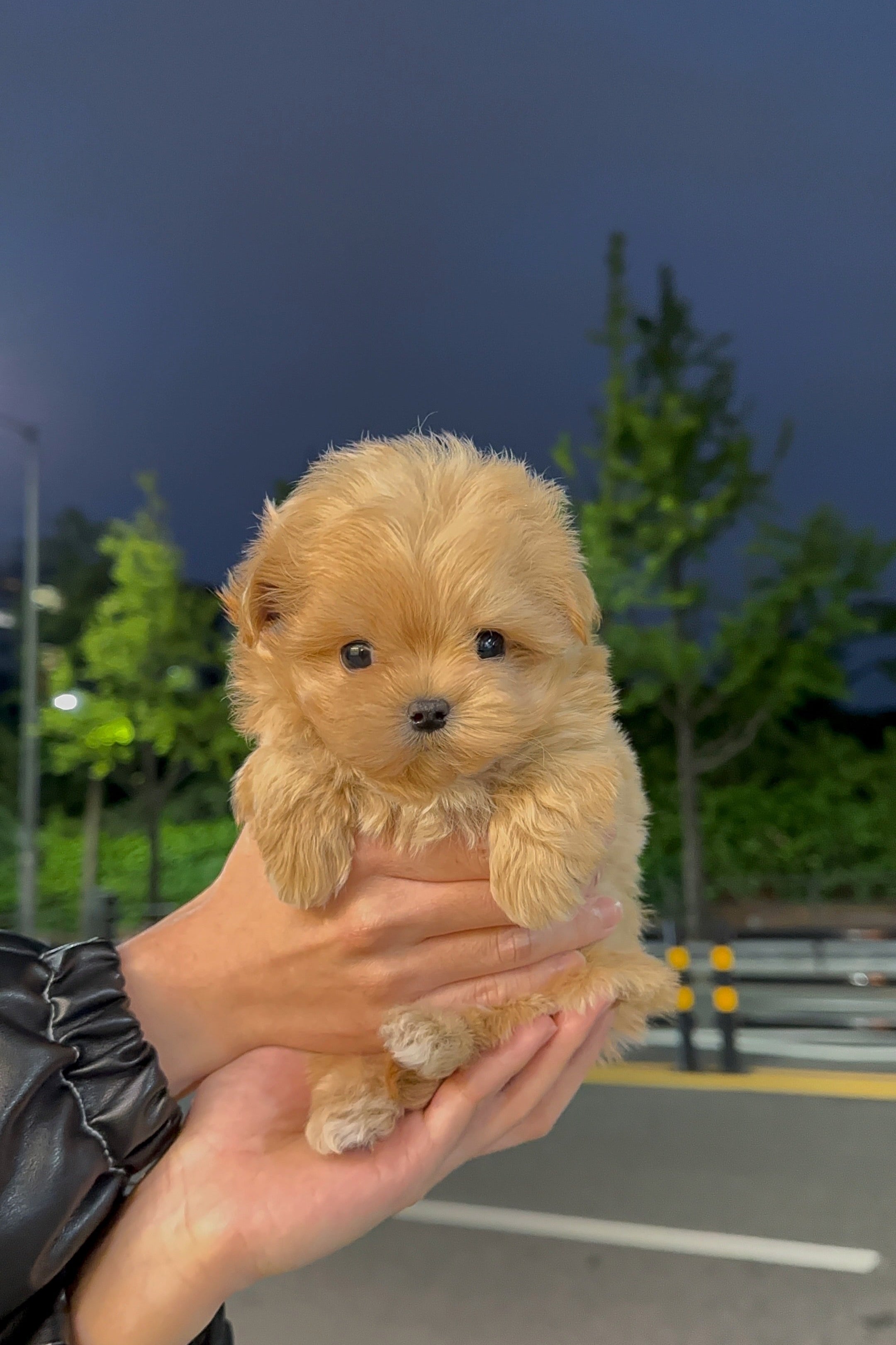 LUCKY - MALE (MALTIPOO)