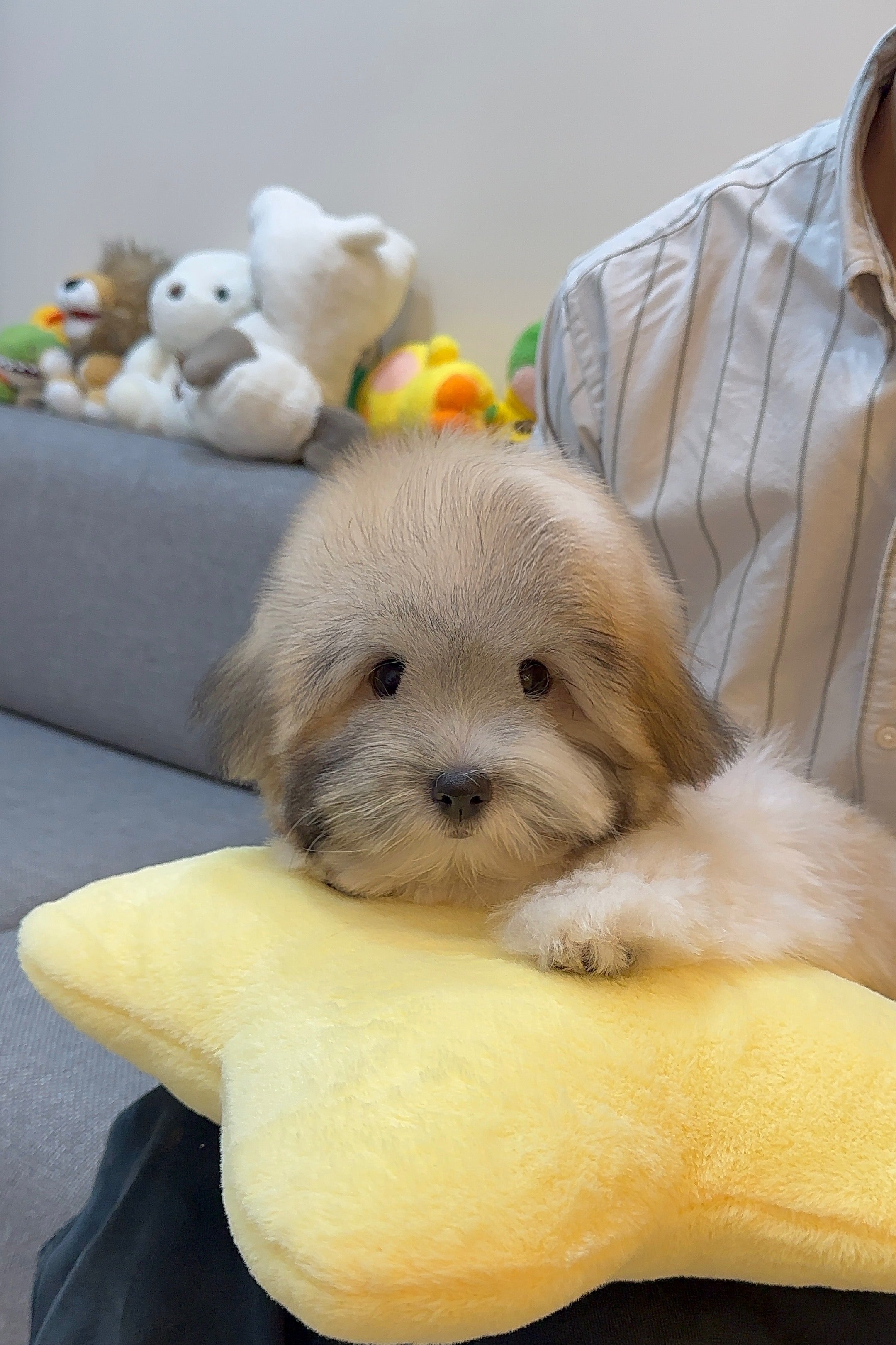 BELLA - FEMALE (COTON DE TULEAR)