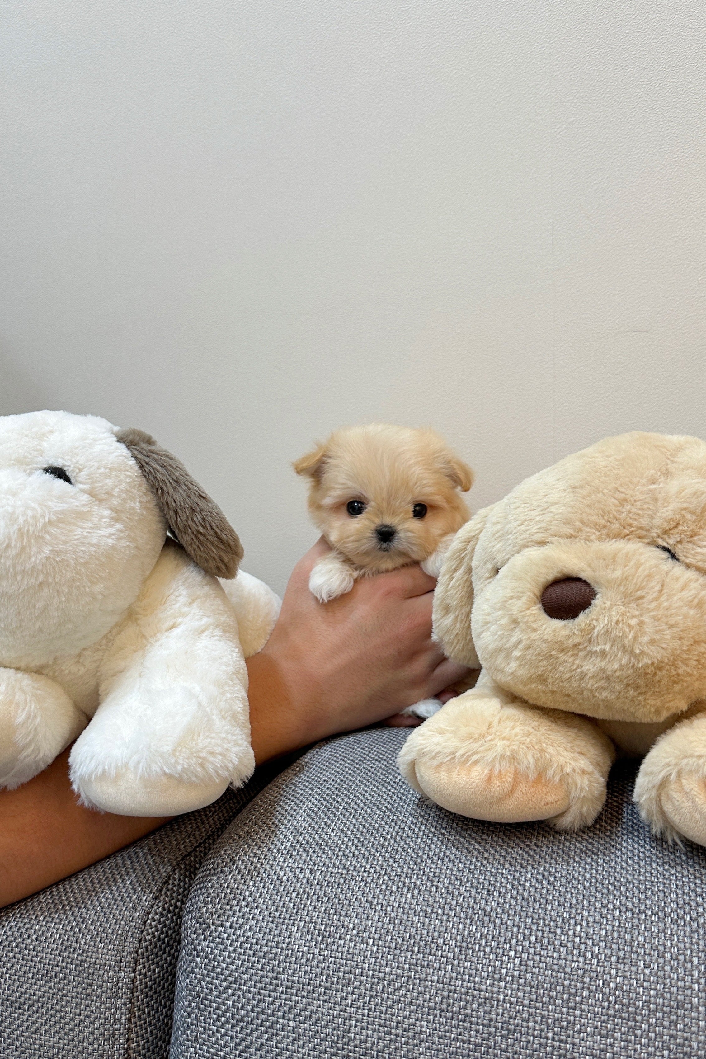HAPPY - FEMALE (MALTIPOO)