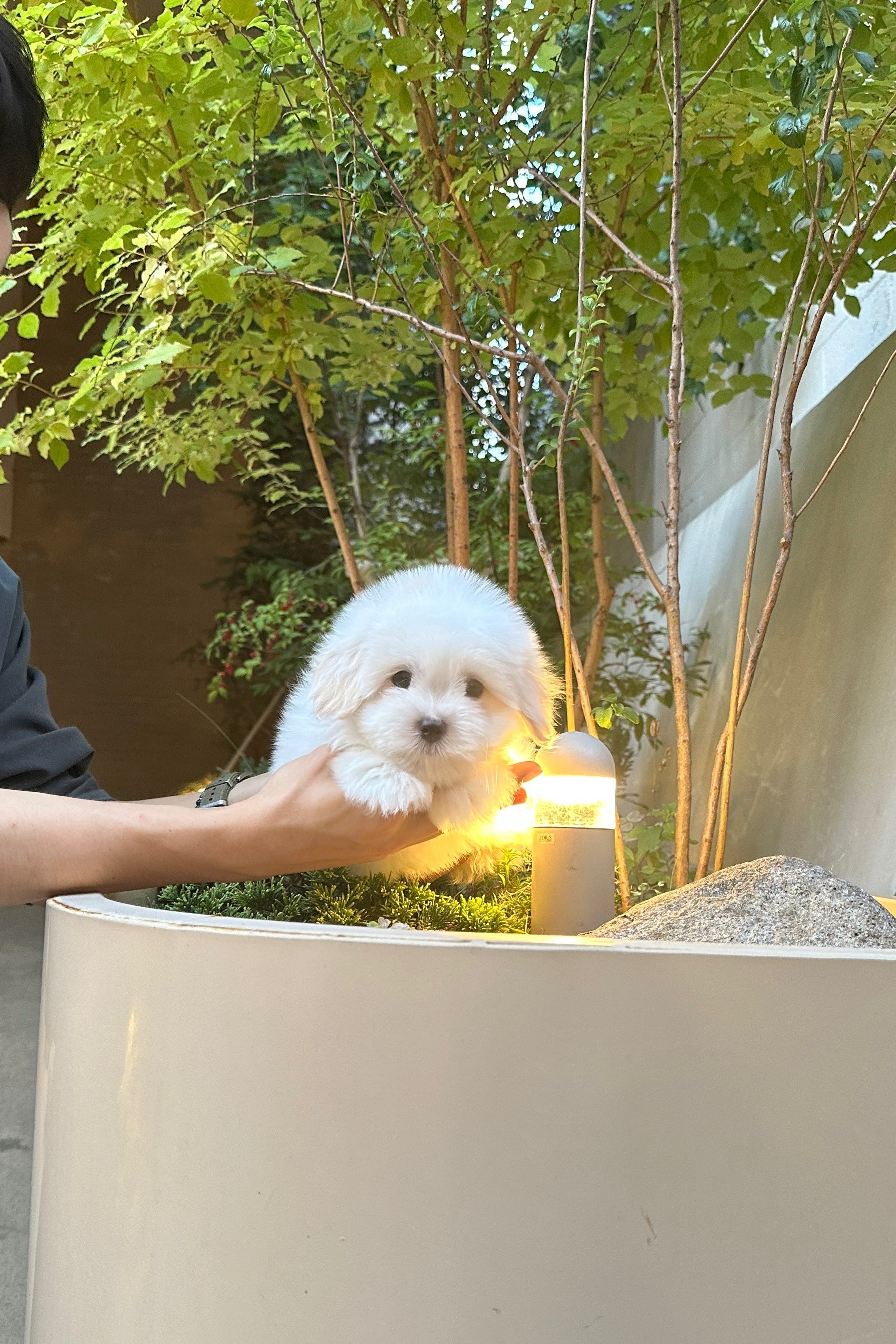 POKEY - MALE (COTON DE TULEAR)