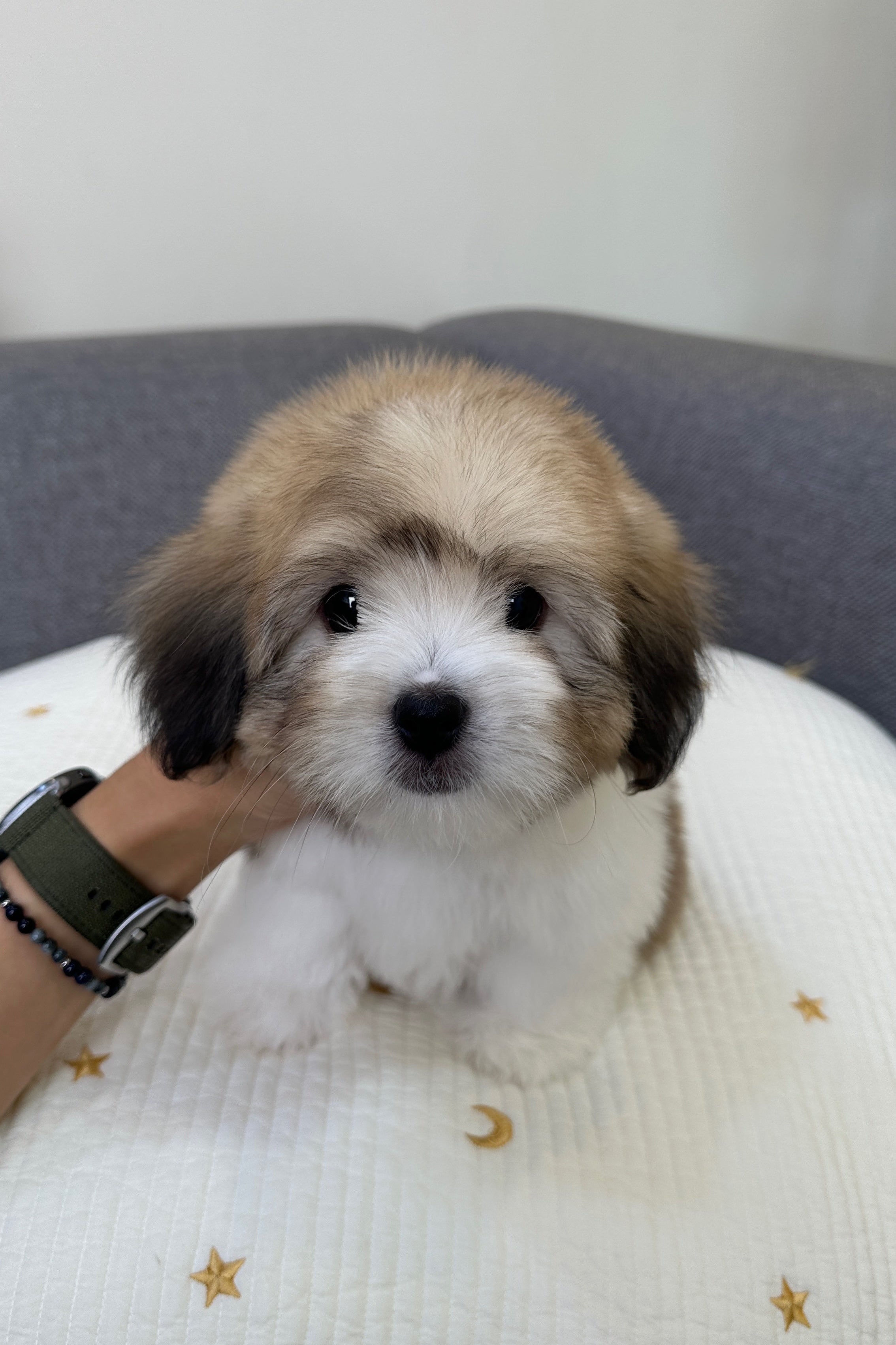 PONYO - MALE (COTON DE TULEAR)
