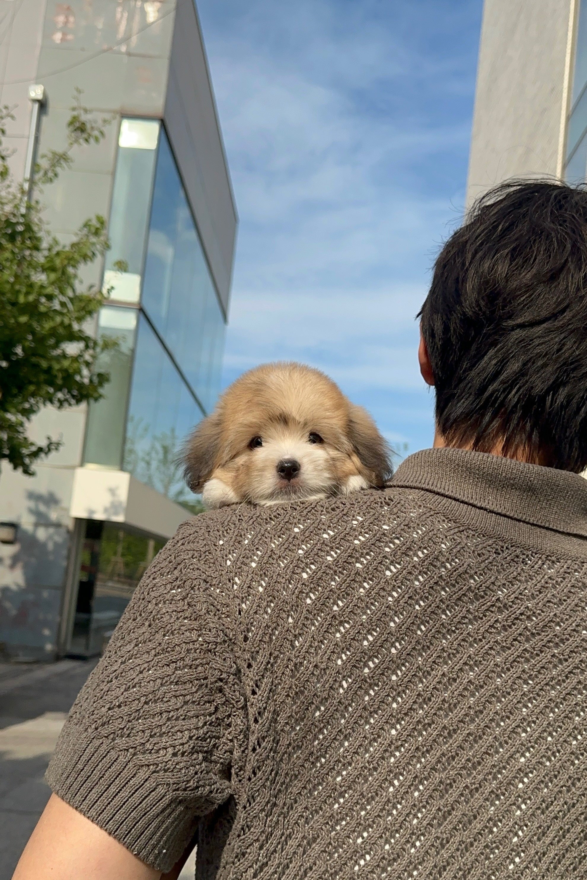 PONYO - MALE (COTON DE TULEAR)