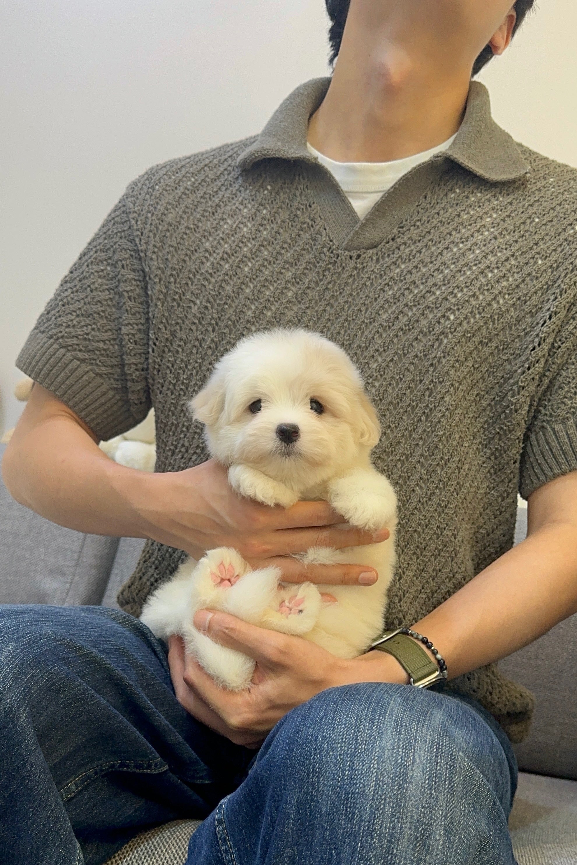 AYLA - FEMALE (COTON DE TULEAR)