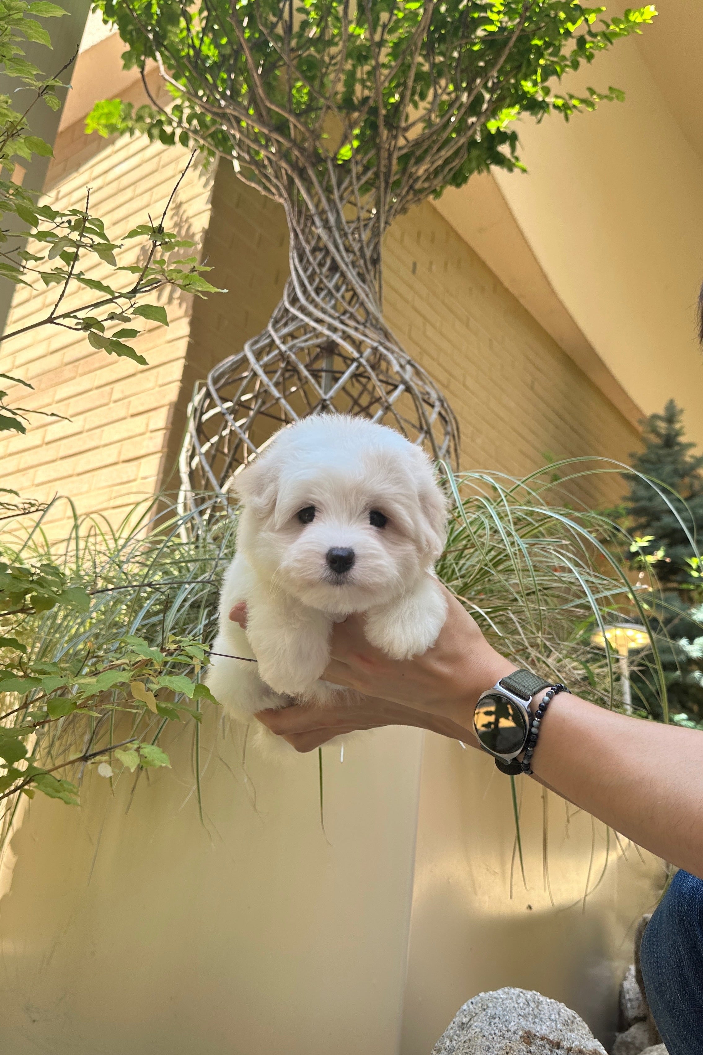 AYLA - FEMALE (COTON DE TULEAR)