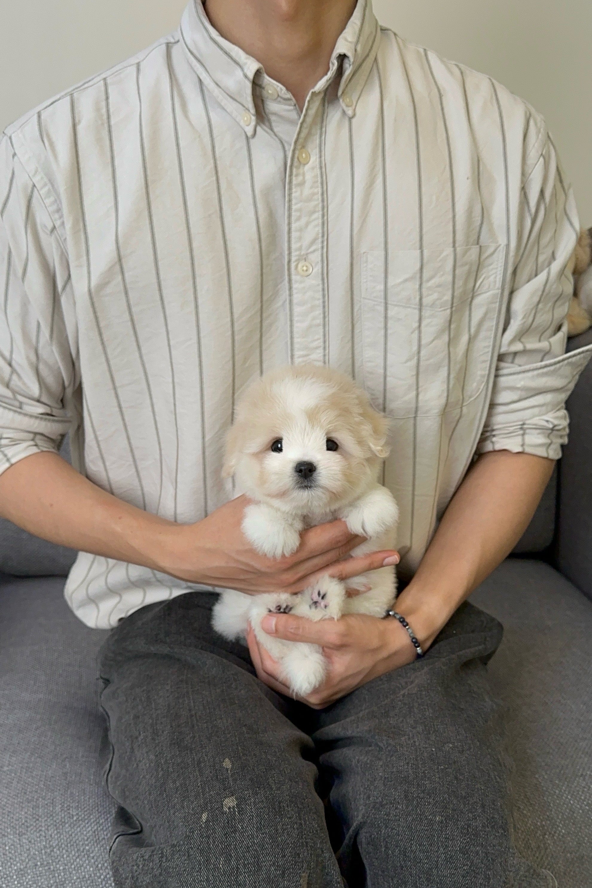 ARIA - FEMALE (COTON DE TULEAR)