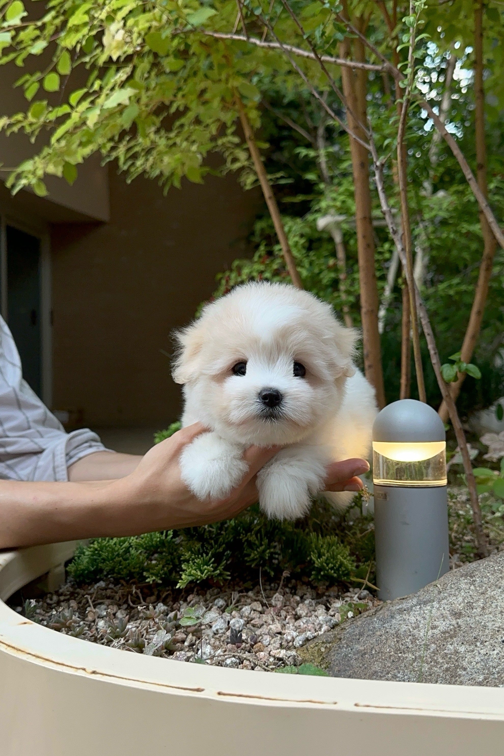 ARIA - FEMALE (COTON DE TULEAR)