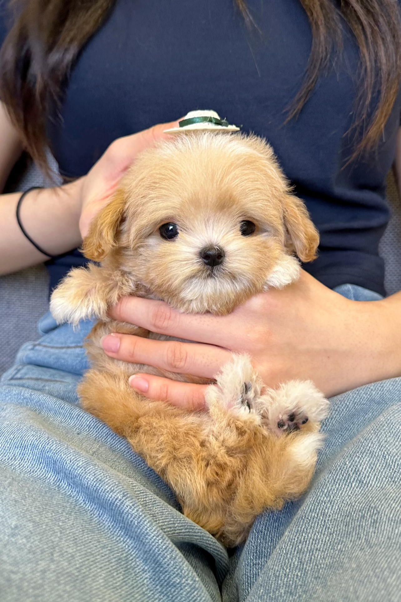 TETE - MALE (MALTIPOO)