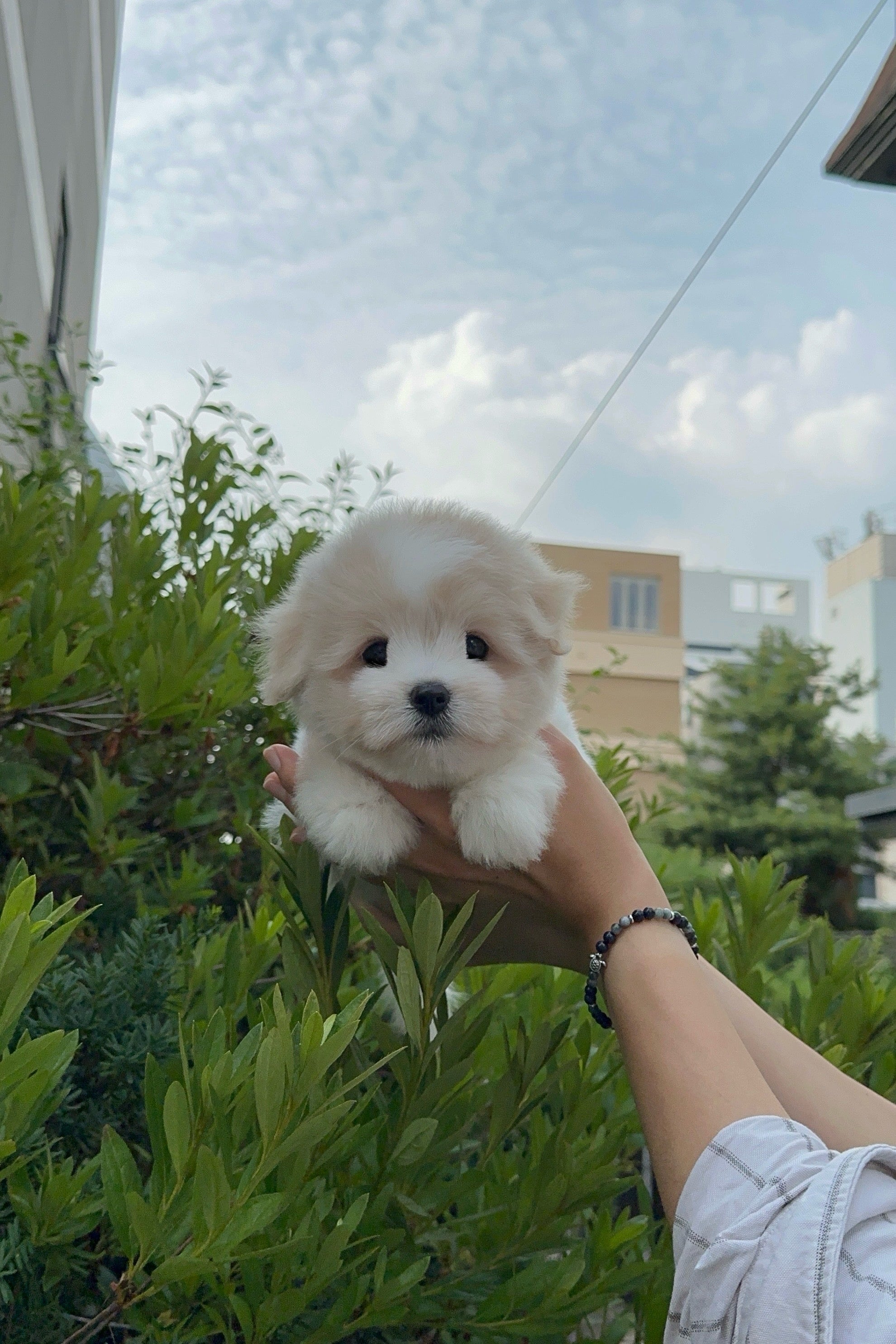 ARIA - FEMALE (COTON DE TULEAR)