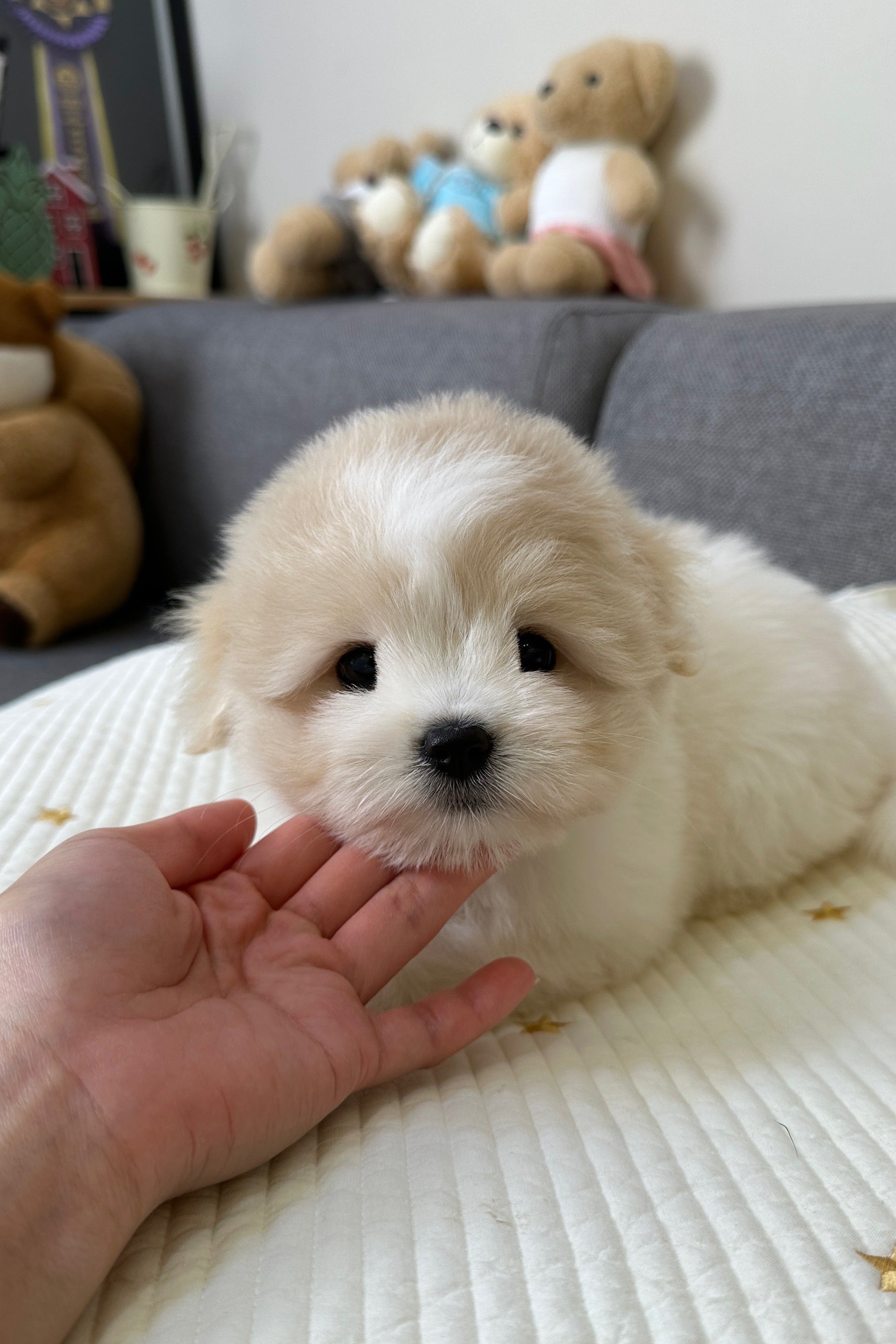 ARIA - FEMALE (COTON DE TULEAR)