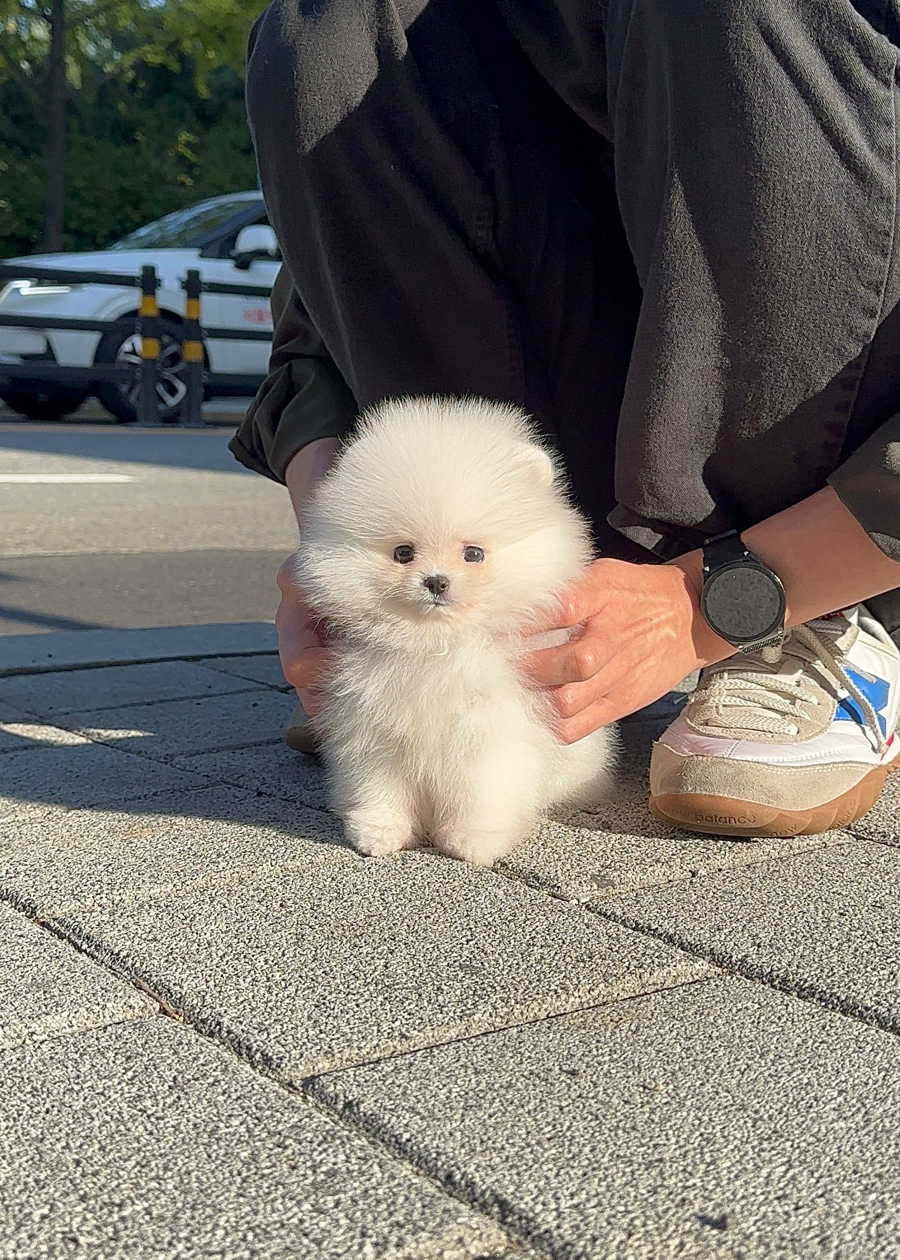 ANTONY - MALE (POMERANIAN)