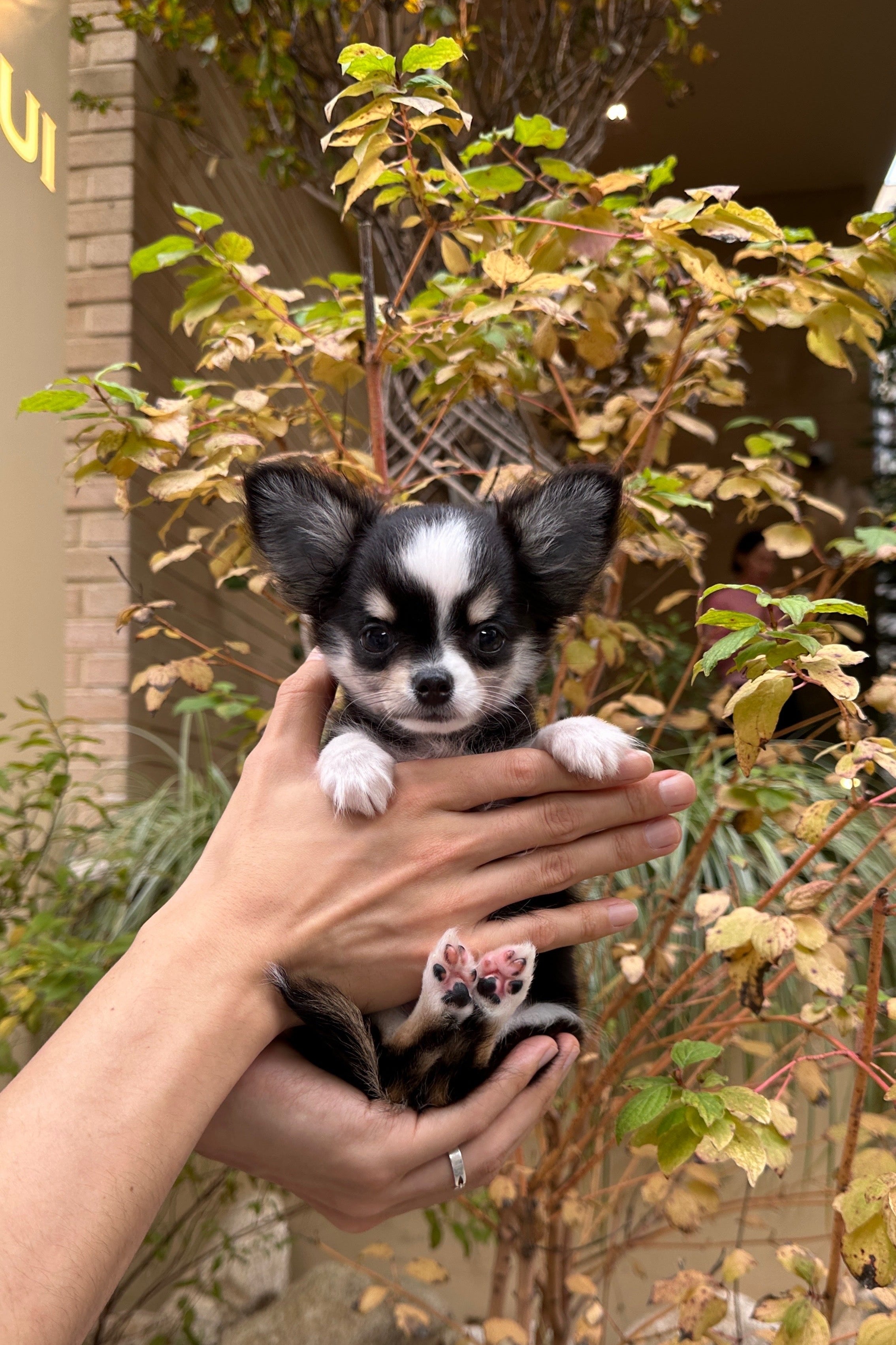 WOODY - MALE (CHIHUAHUA)