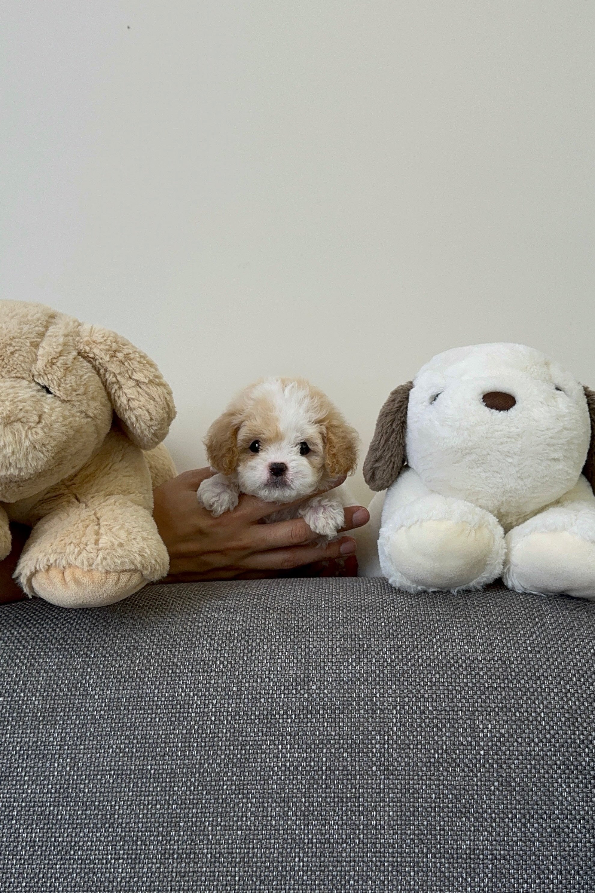 SUGAR - MALE (MALTIPOO)