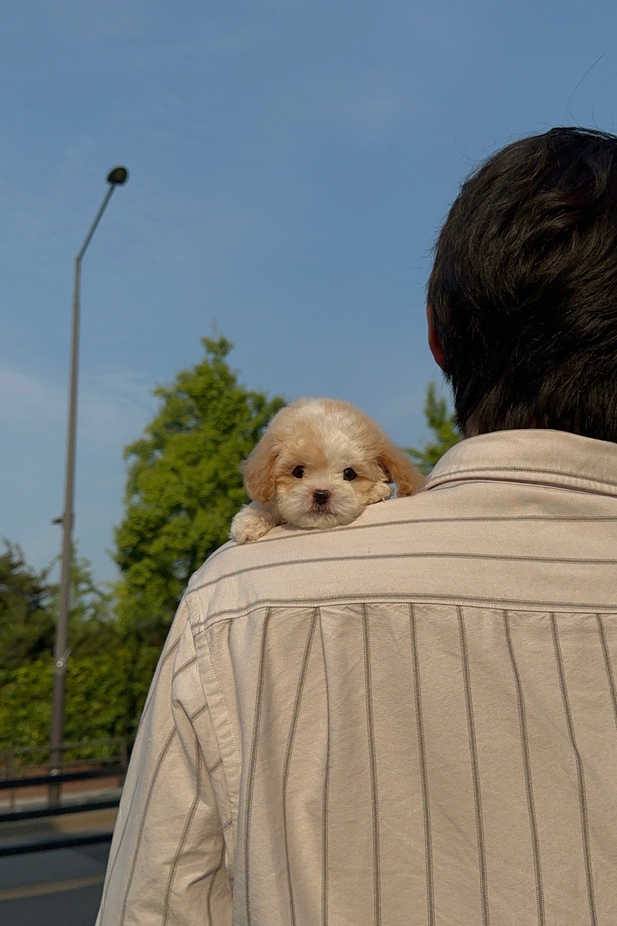 SUGAR - MALE (MALTIPOO)