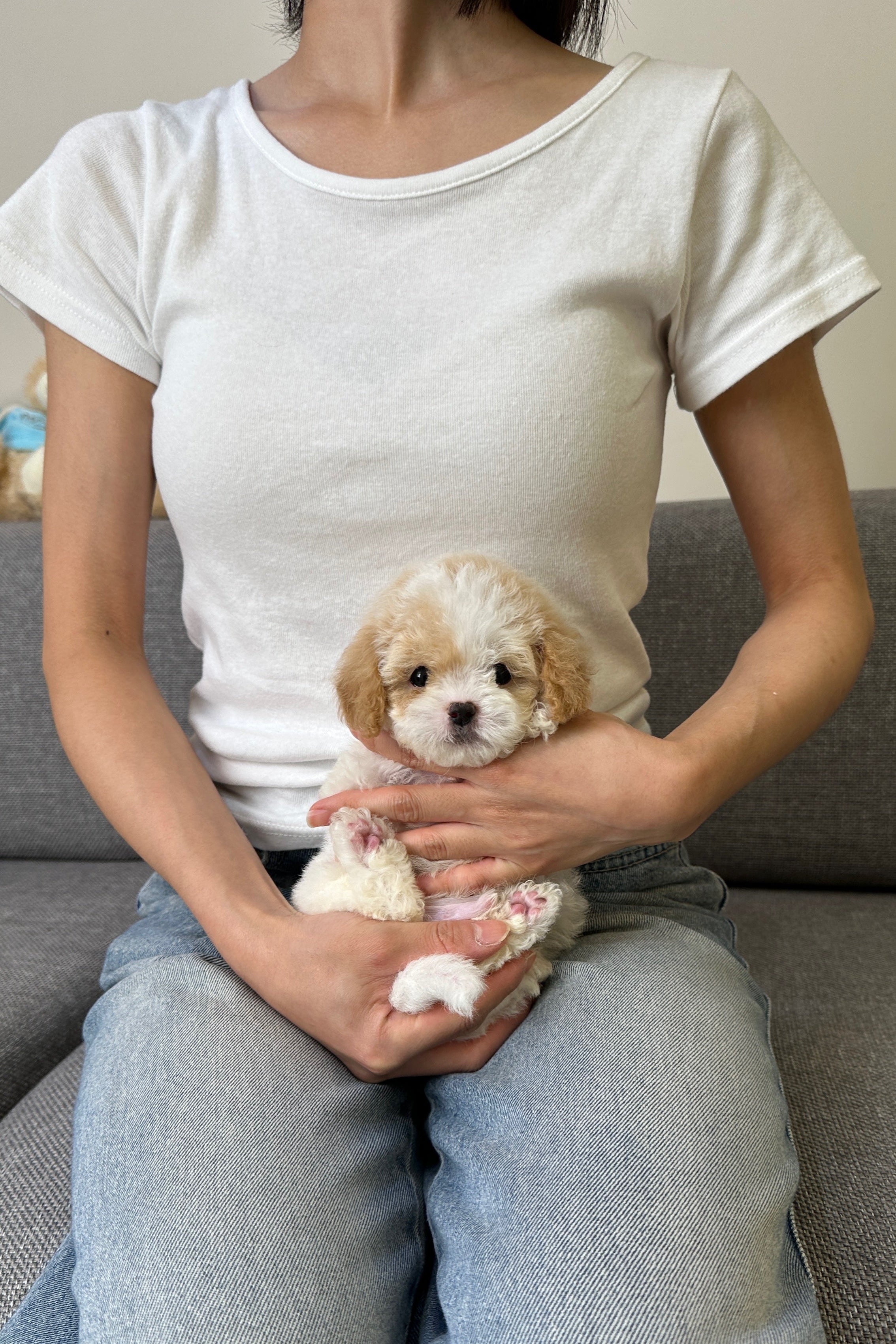 SUGAR - MALE (MALTIPOO)
