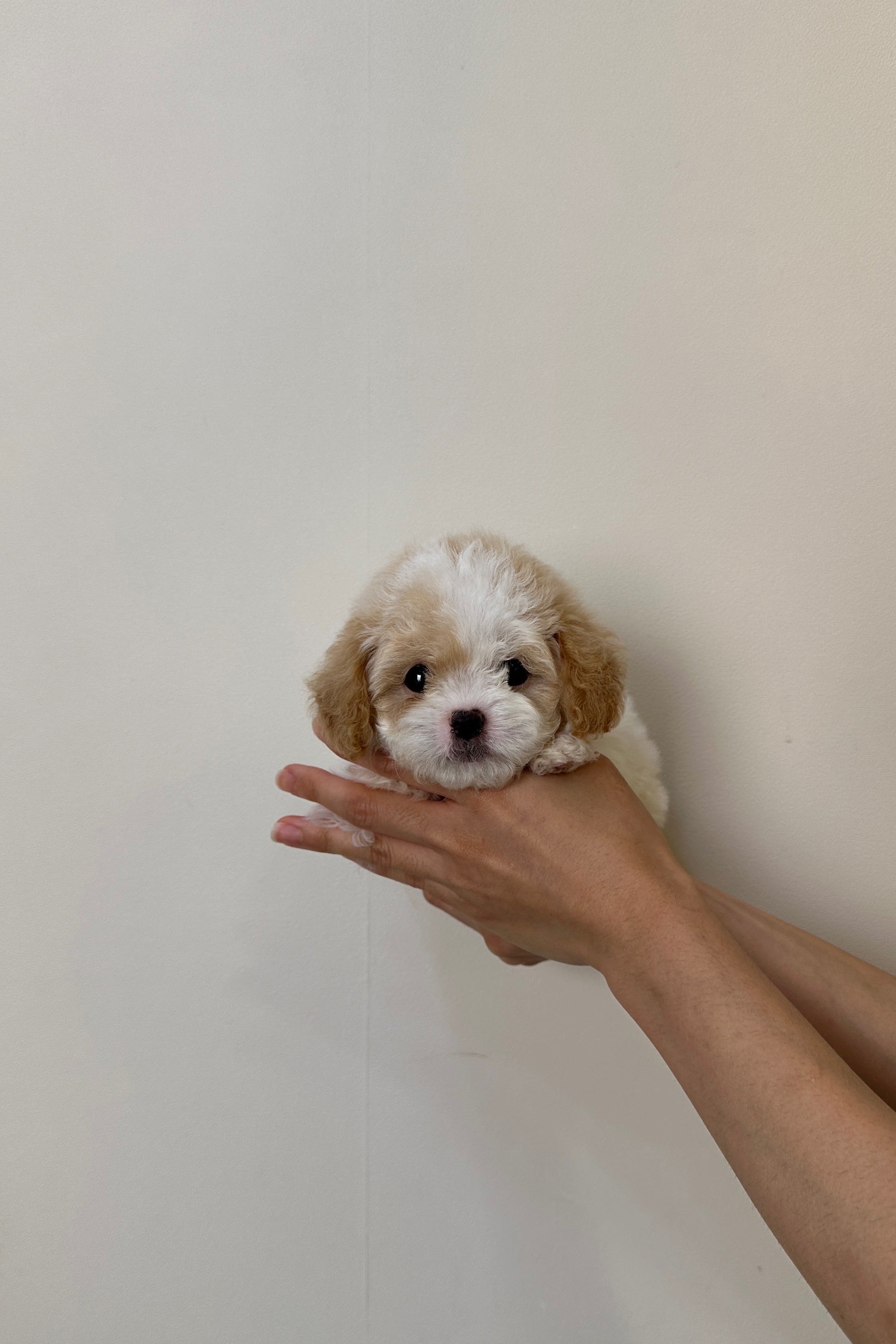 SUGAR - MALE (MALTIPOO)