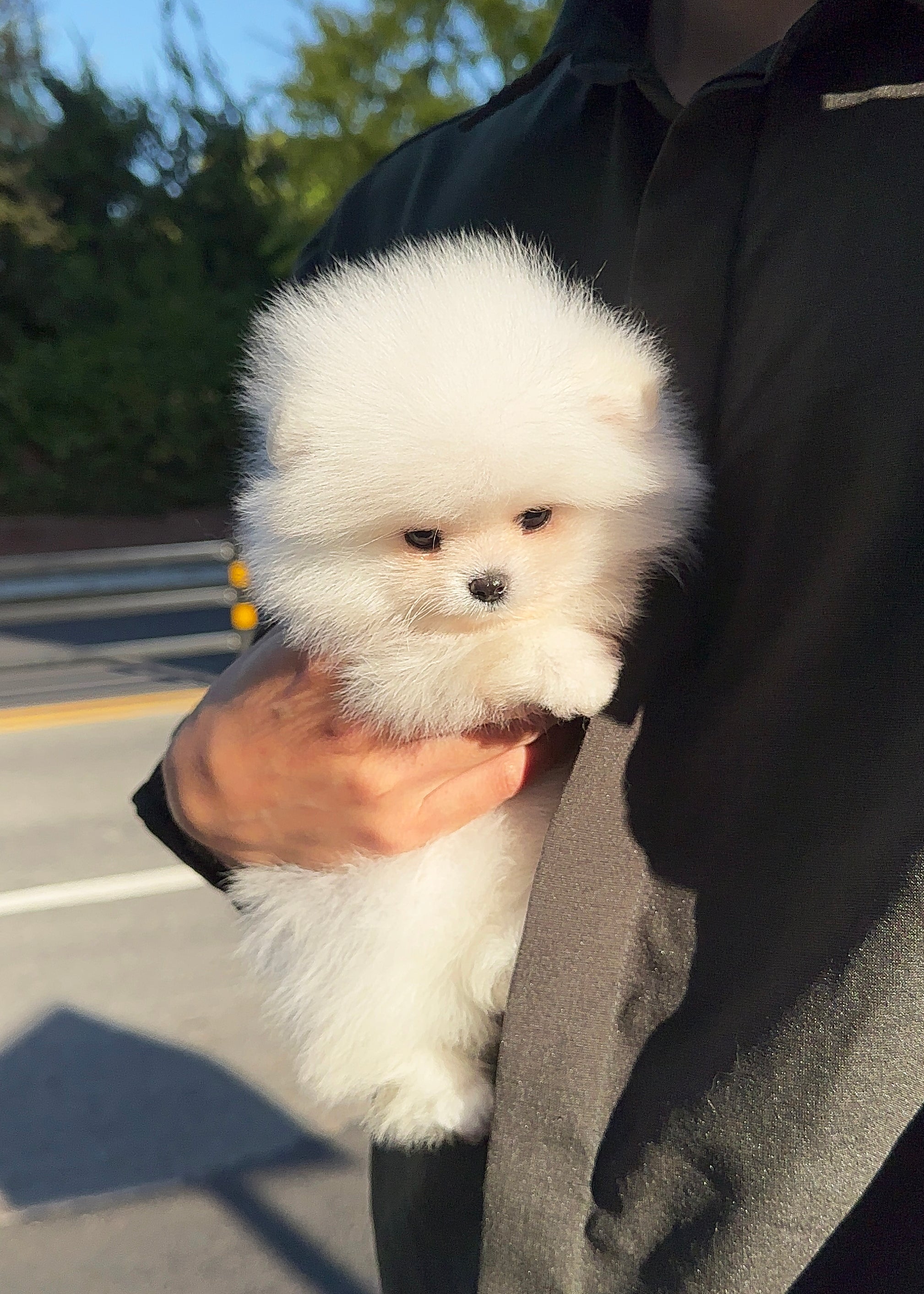 ANTONY - MALE (POMERANIAN)