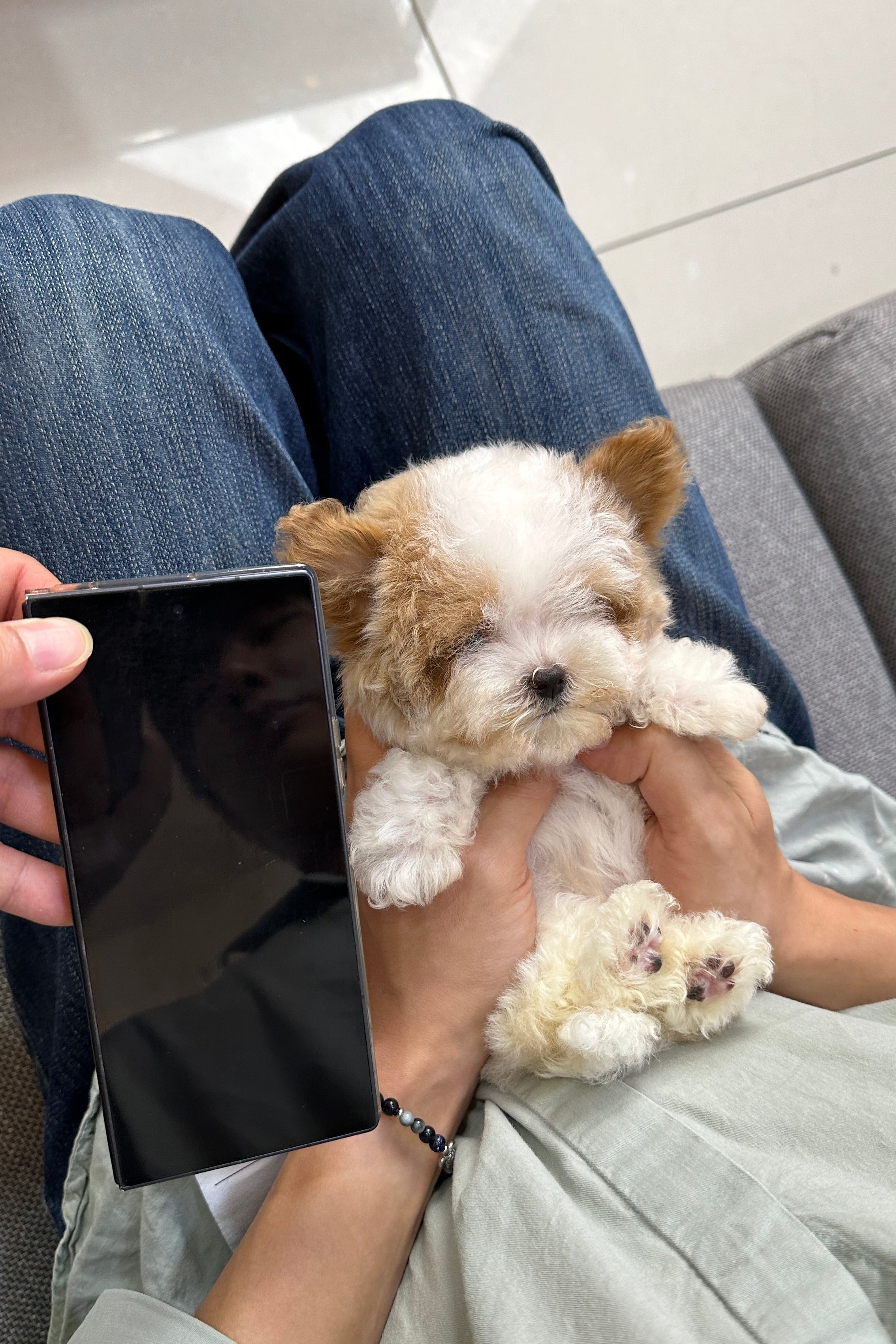 COCO - FEMALE (MALTIPOO)