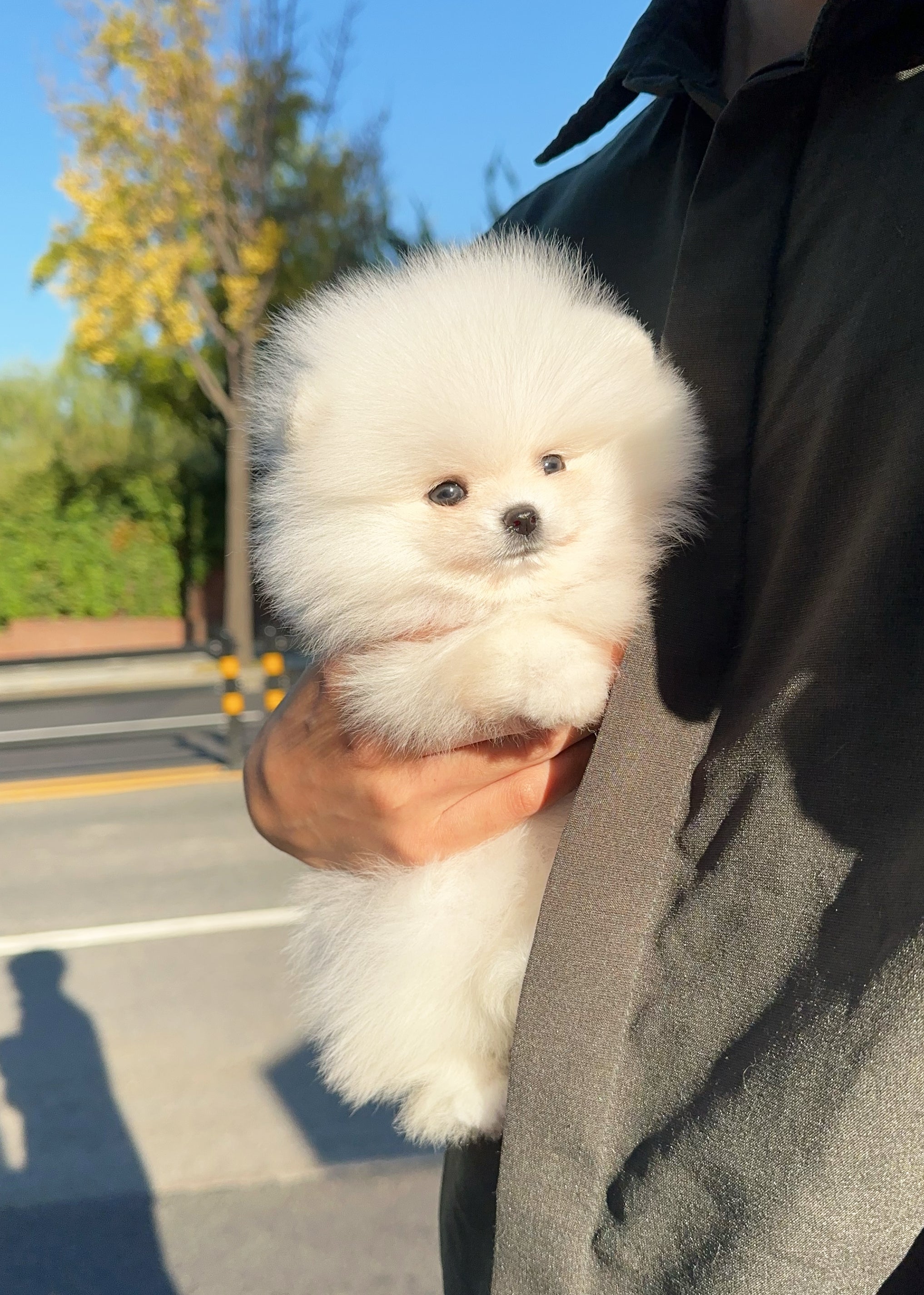 ANTONY - MALE (POMERANIAN)