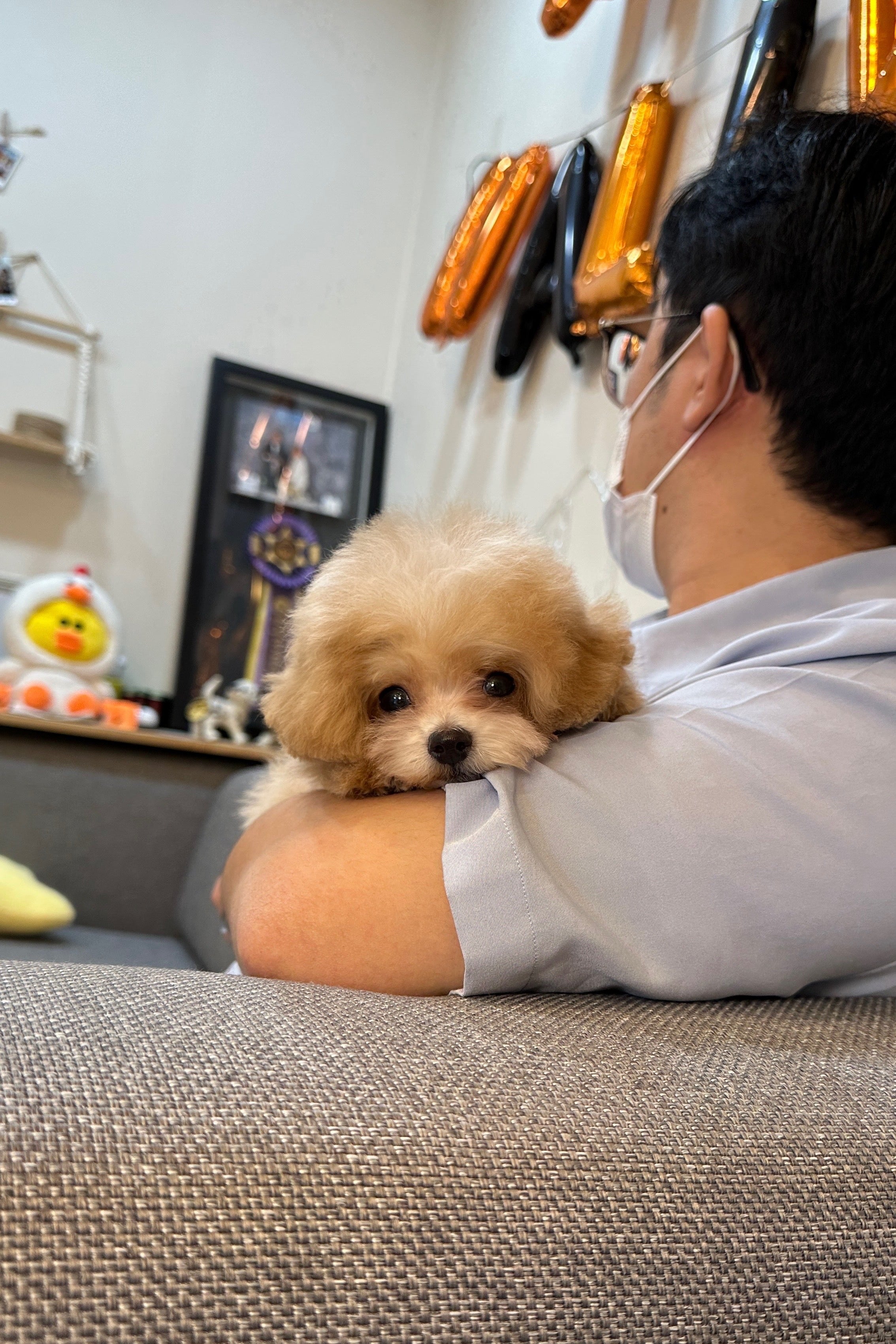 UJOO - MALE (MALTIPOO)