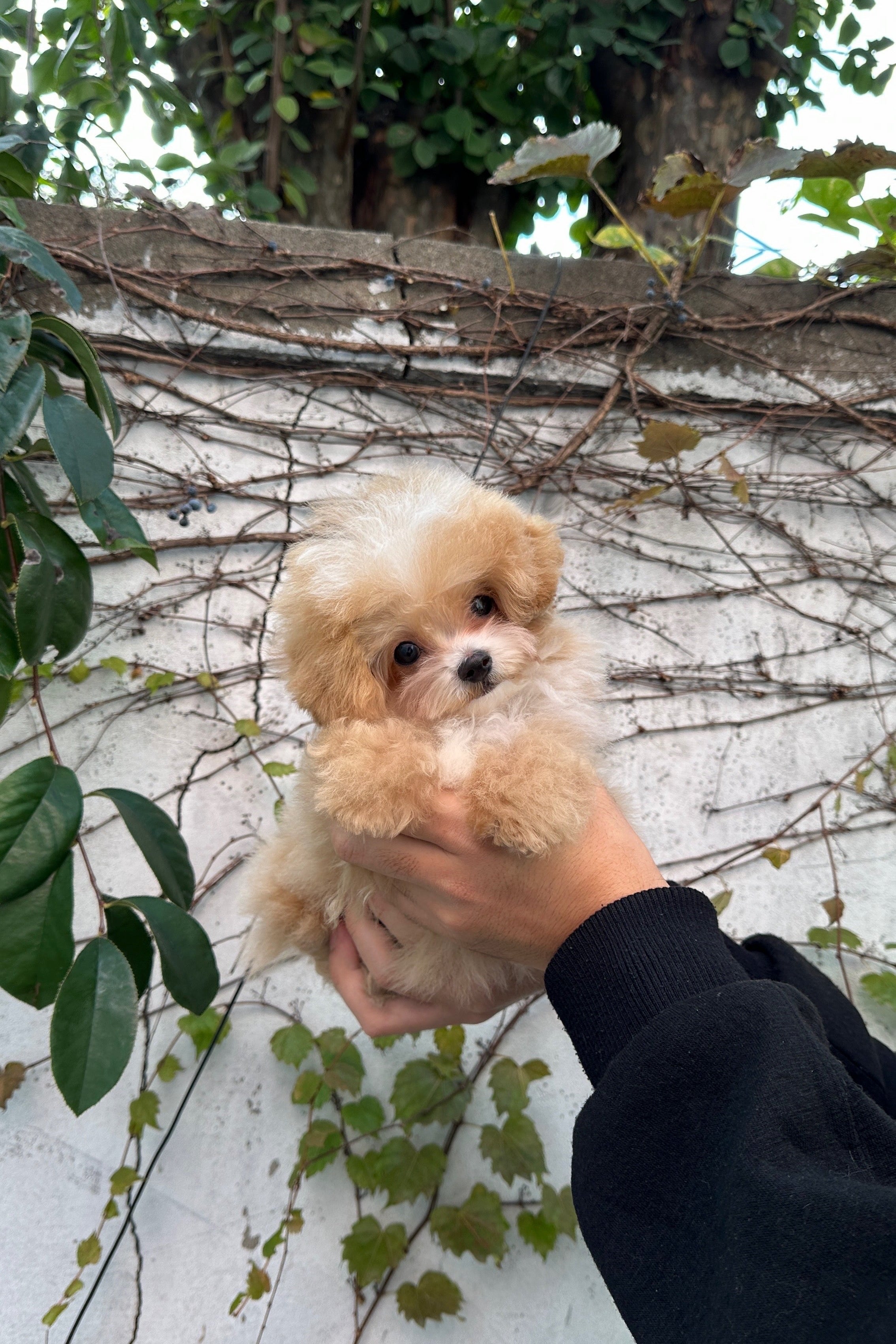UJOO - MALE (MALTIPOO)