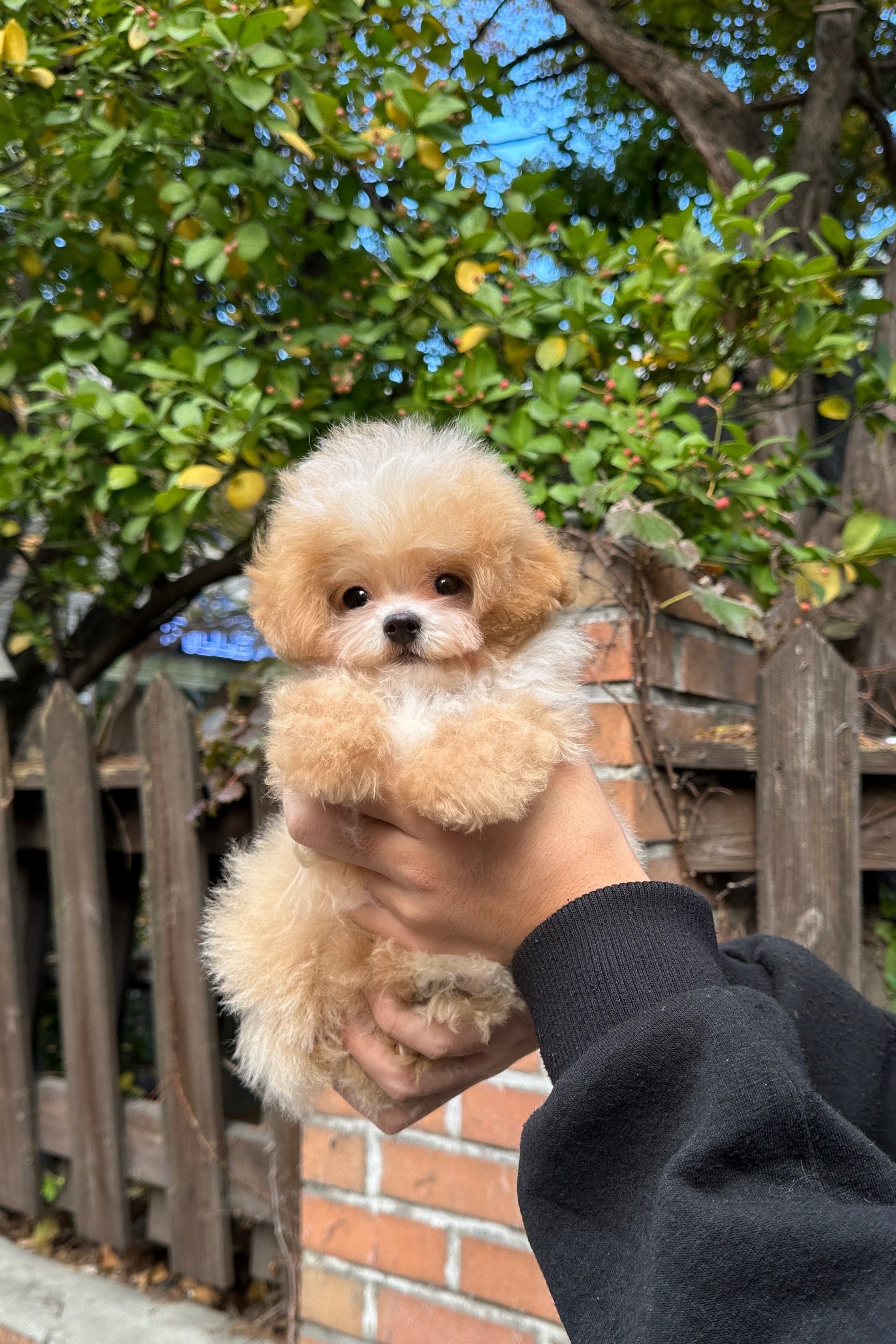 UJOO - MALE (MALTIPOO)
