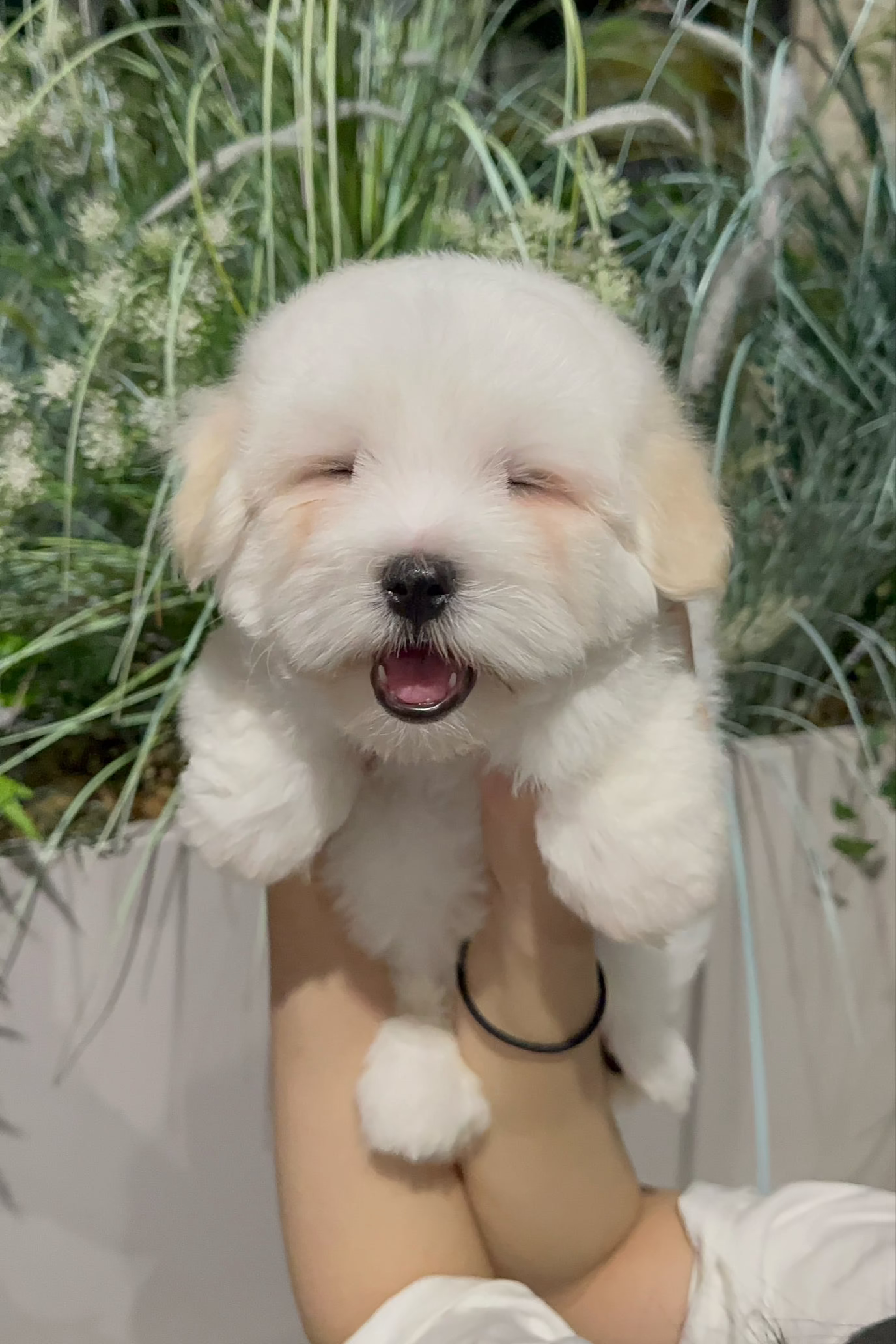 RON - MALE (COTON DE TULEAR)