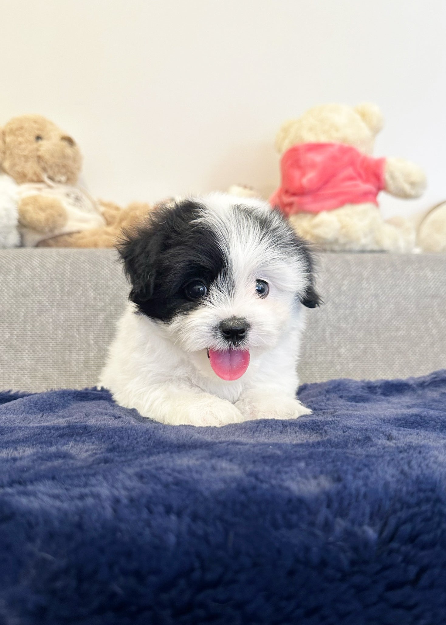 GILBERT - MALE (COTON DE TULEAR)