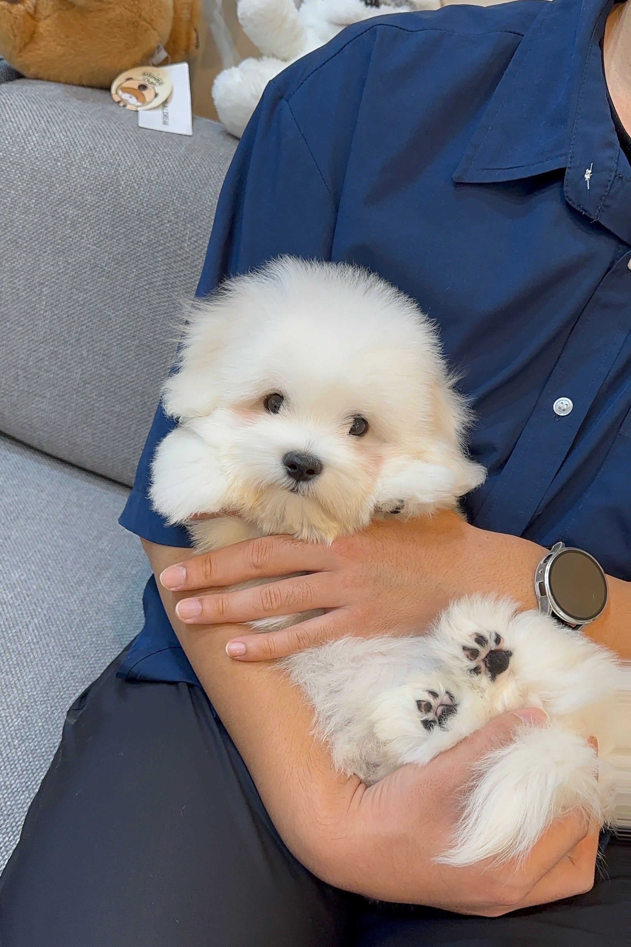 MIREU - MALE (COTON DE TULEAR)