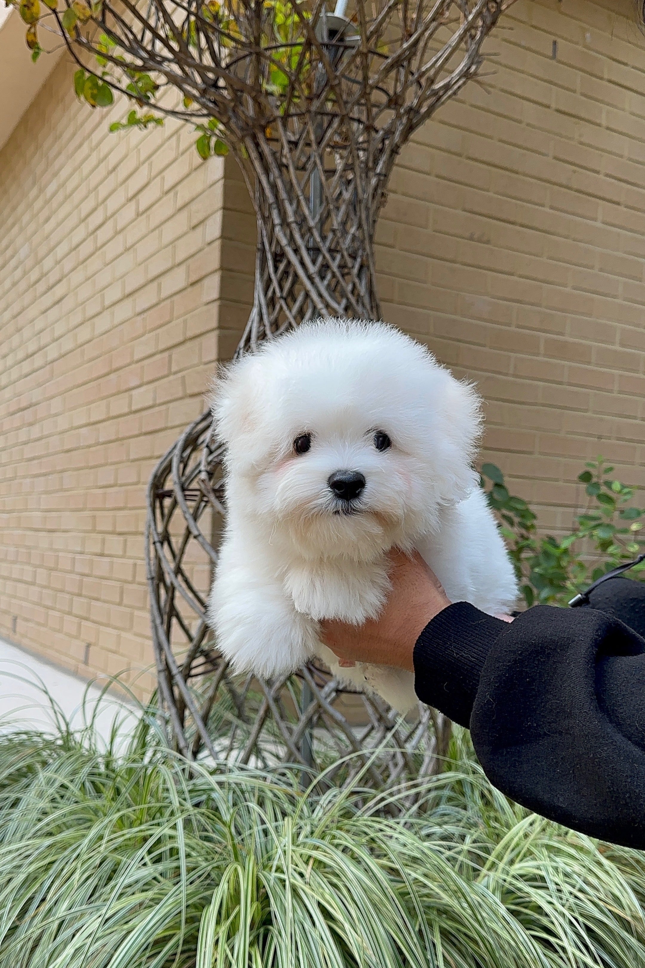 MIREU - MALE (COTON DE TULEAR)