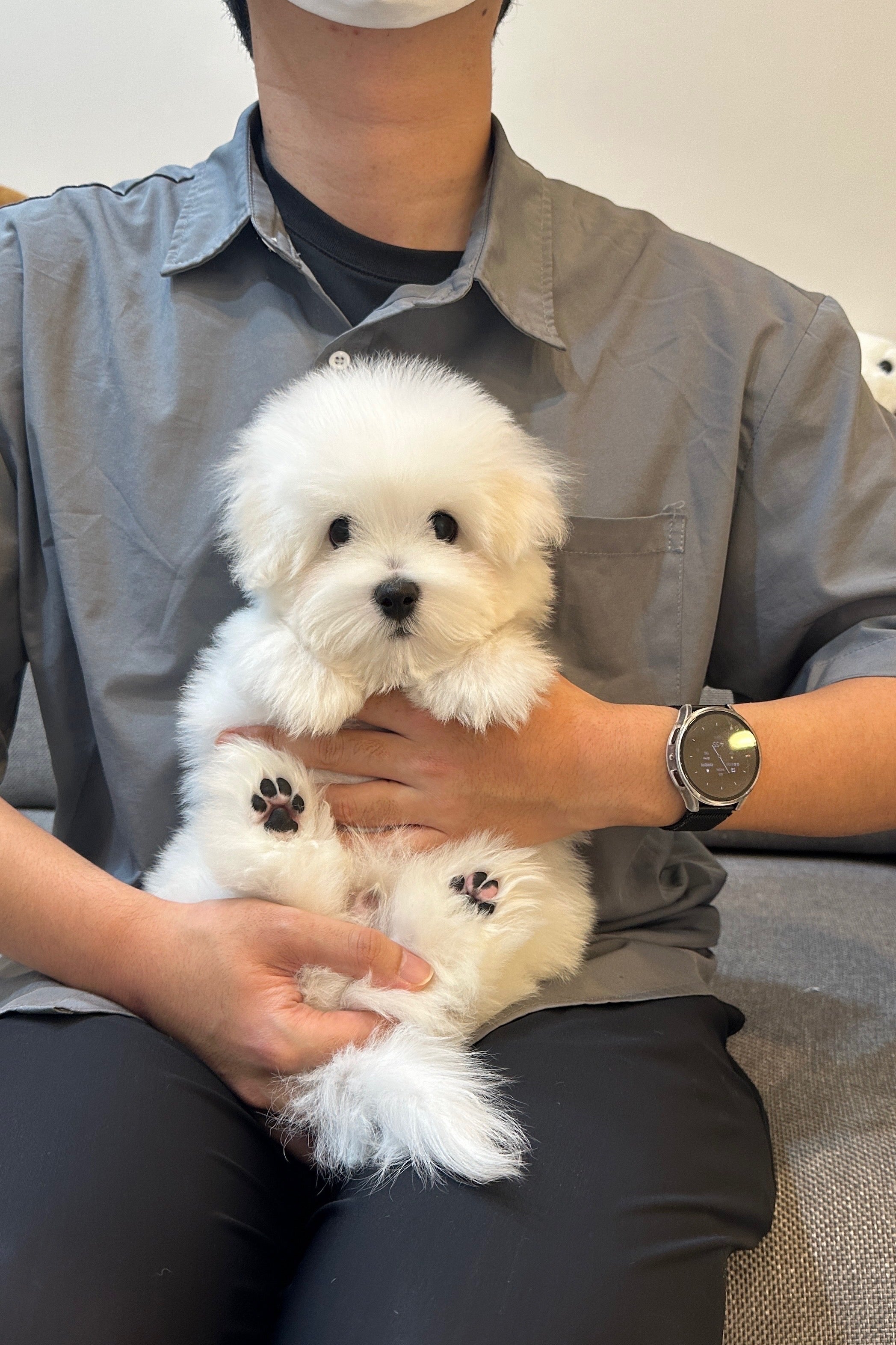 EDEN - MALE (COTON DE TULEAR)