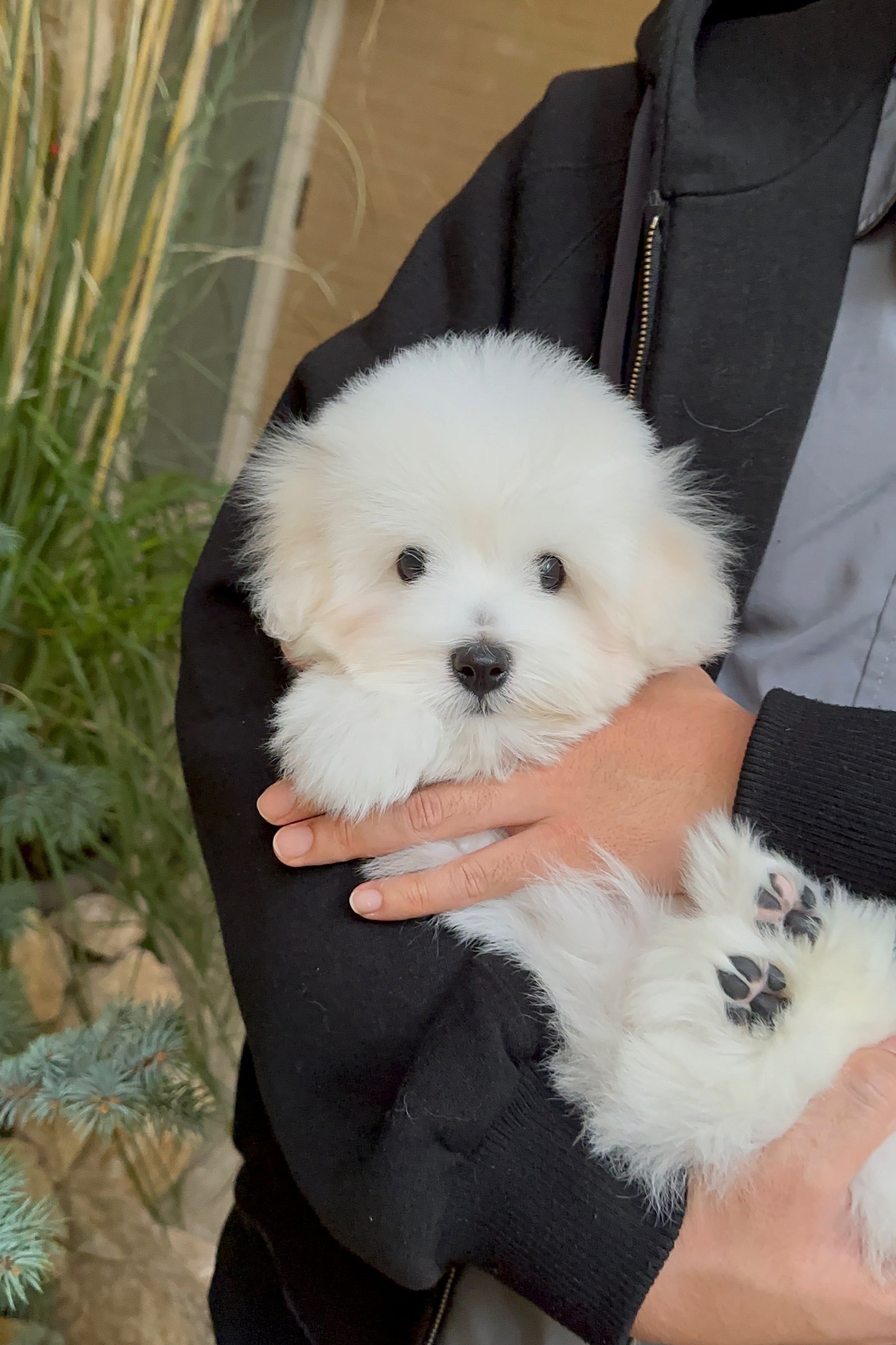 EDEN - MALE (COTON DE TULEAR)