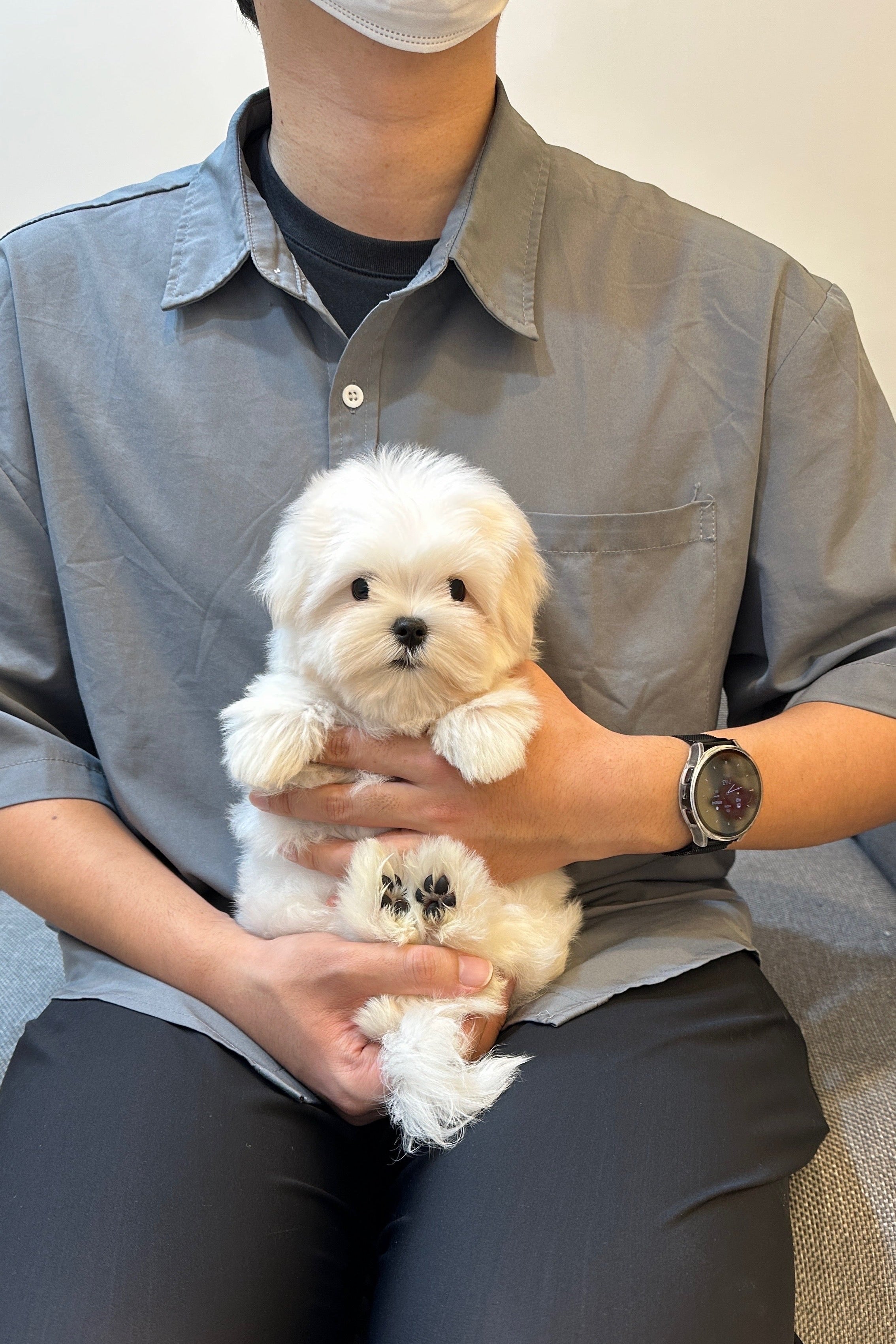 MINKYEONG - FEMALE (MALTESE)