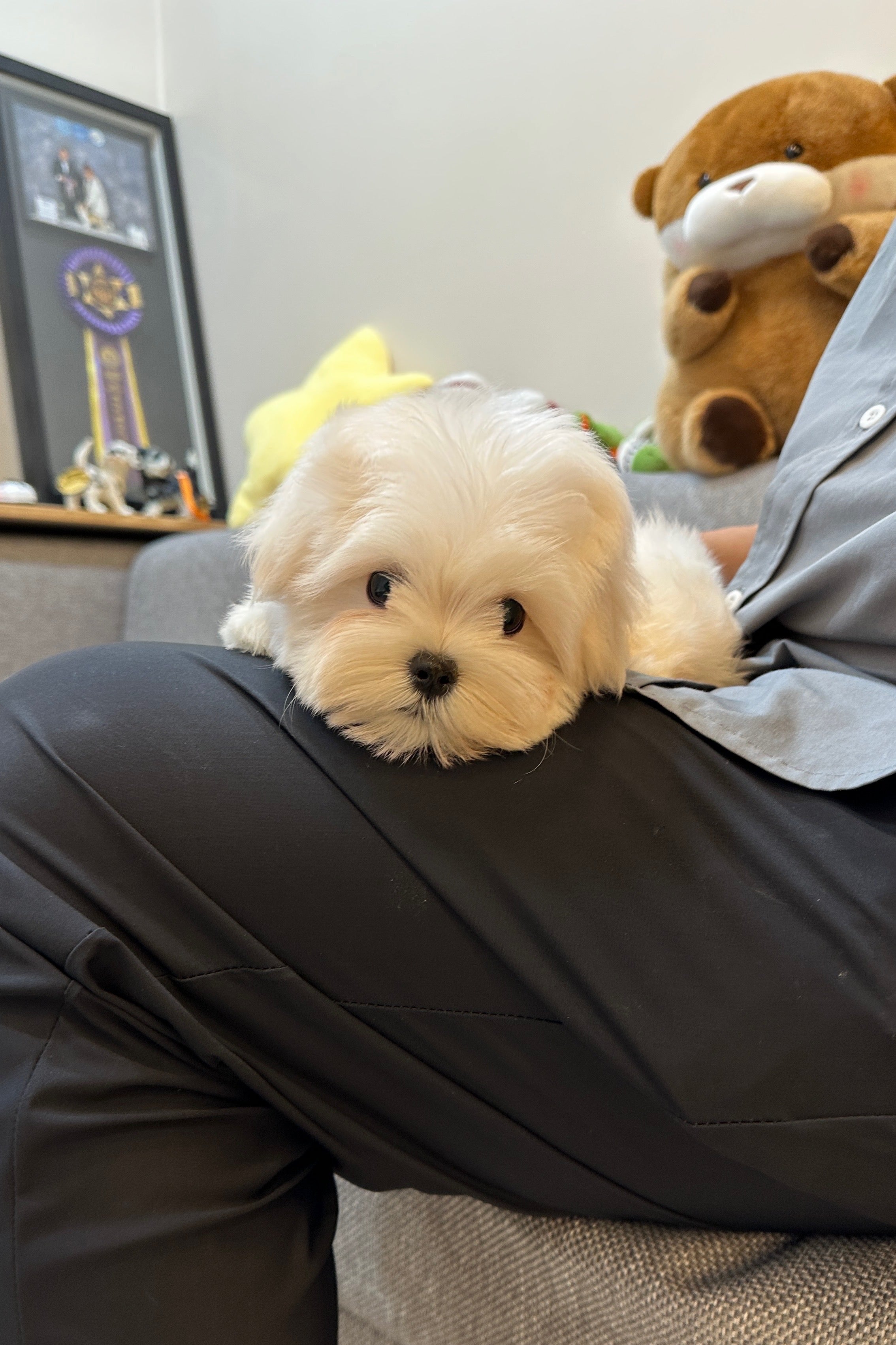 MINKYEONG - FEMALE (MALTESE)