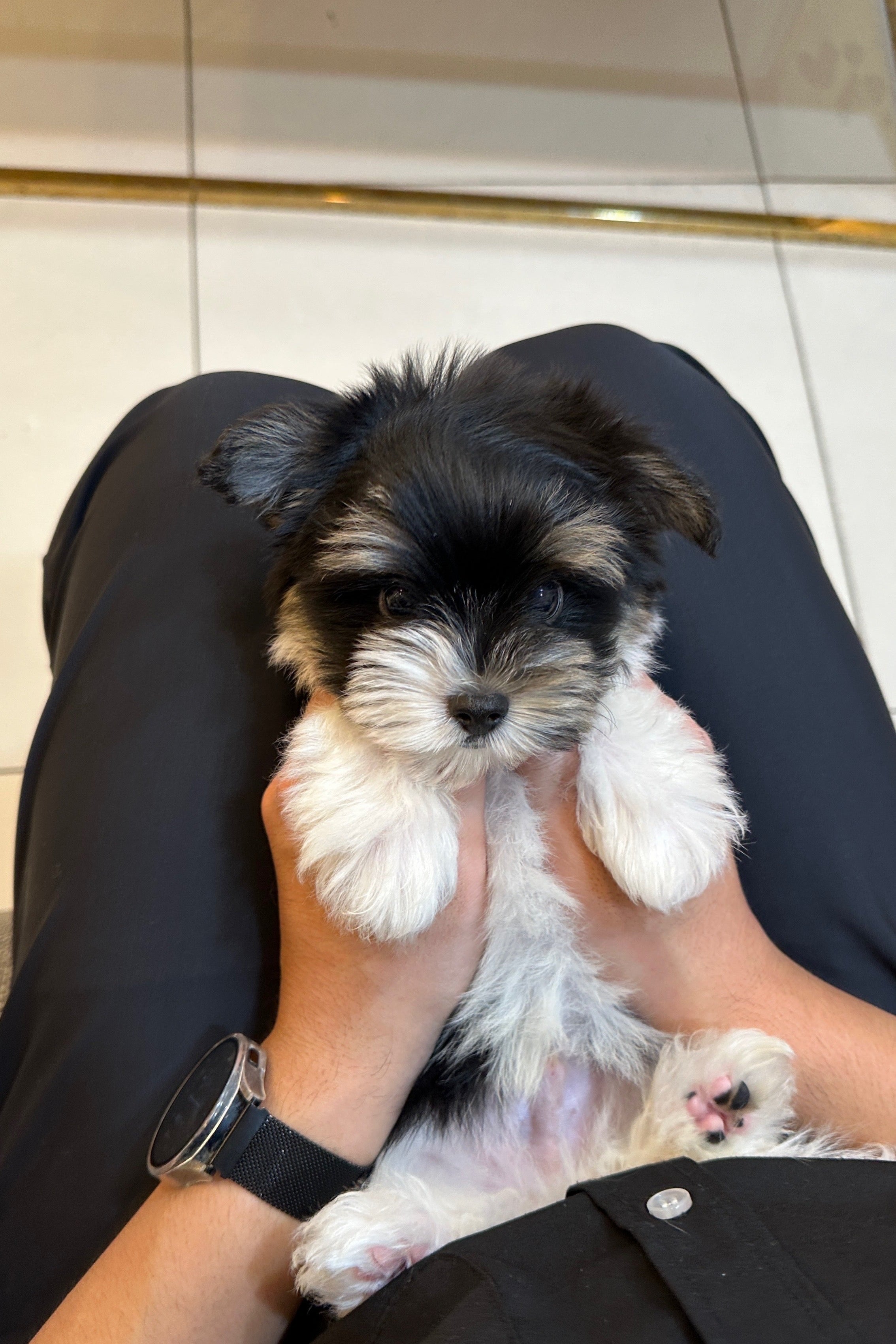 MINU - MALE (BIEWER TERRIER)