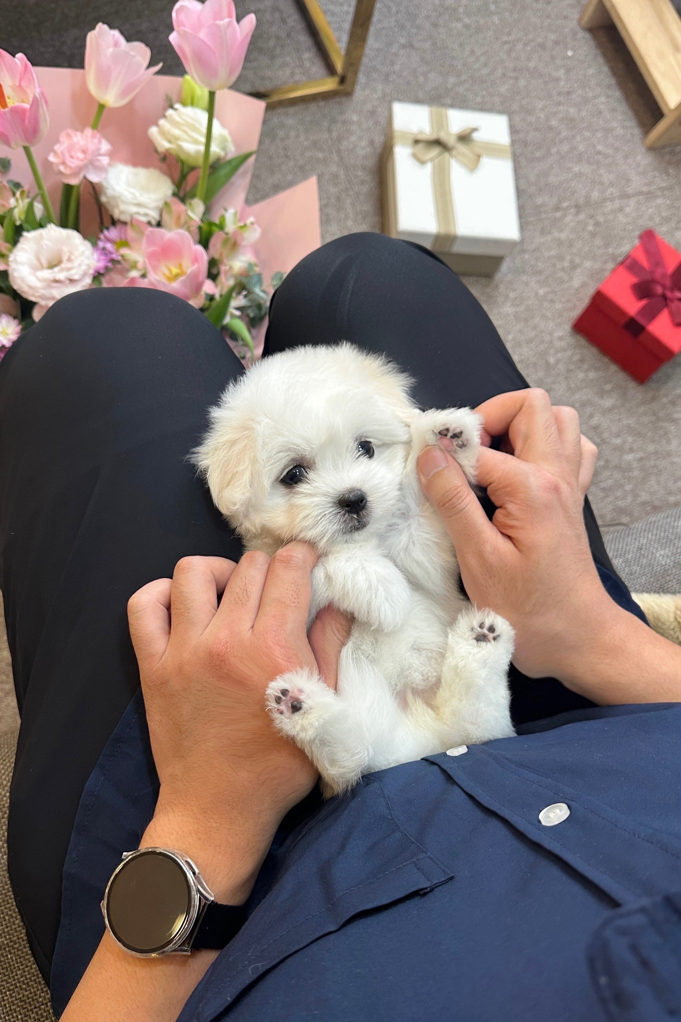 LENI - FEMALE (COTON DE TULEAR)