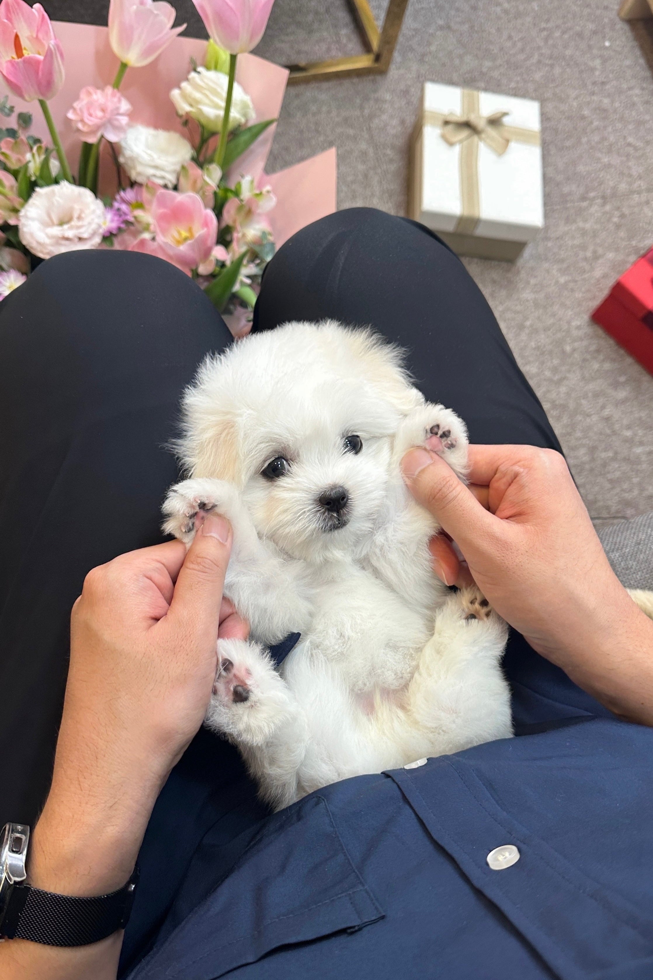 LENI - FEMALE (COTON DE TULEAR)