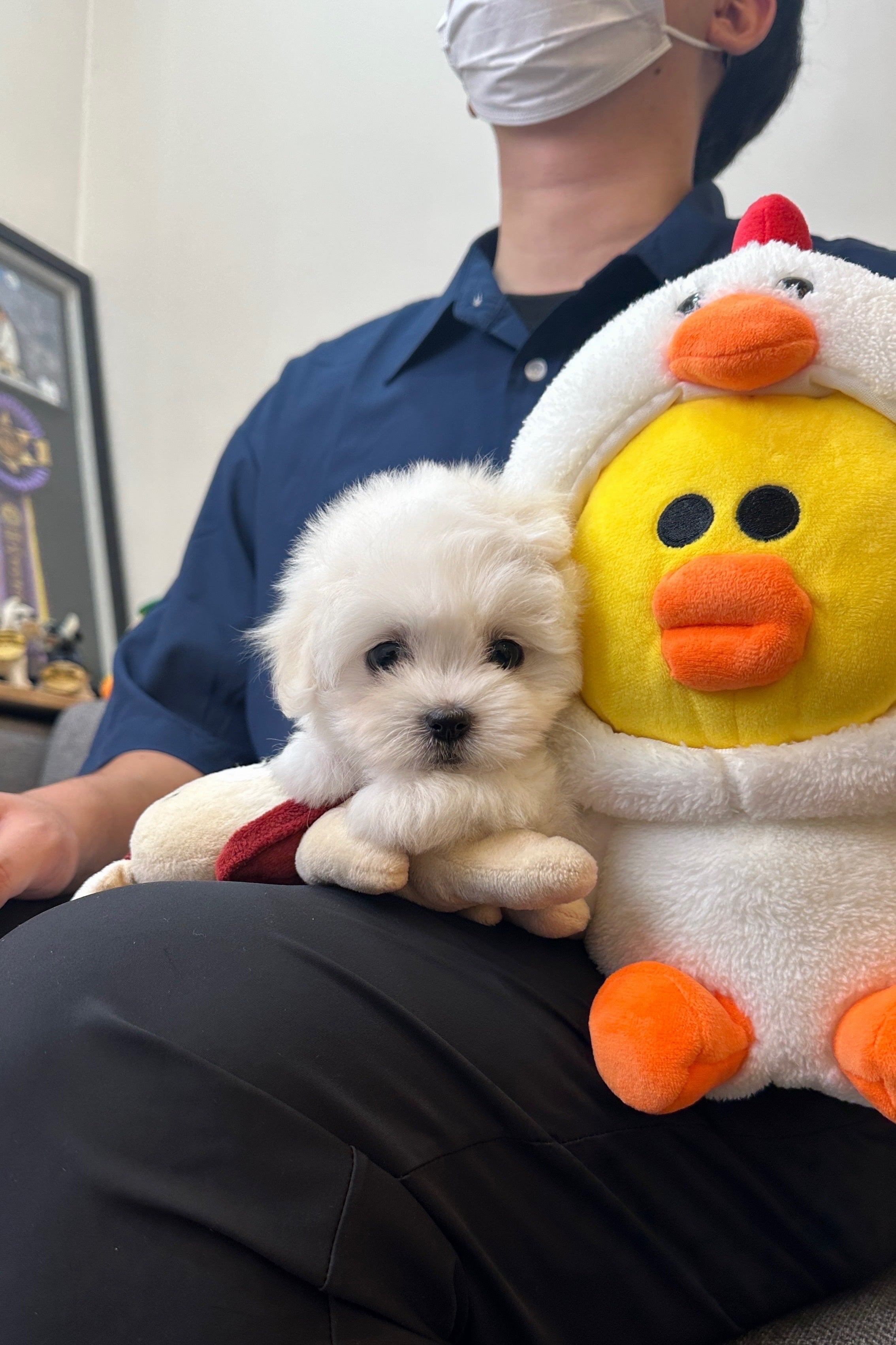LENI - FEMALE (COTON DE TULEAR)