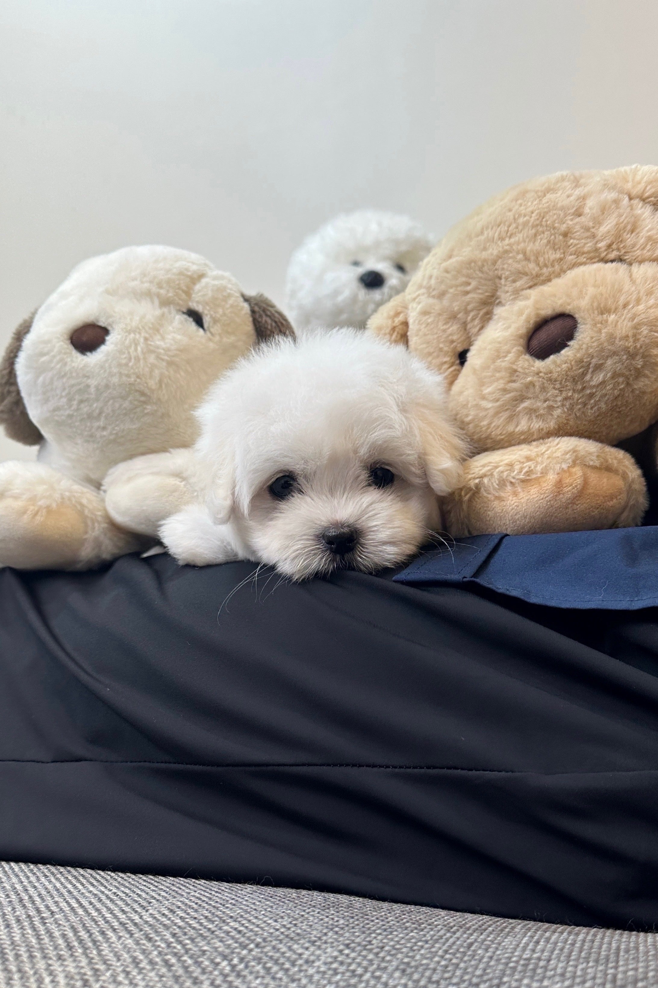 LENI - FEMALE (COTON DE TULEAR)
