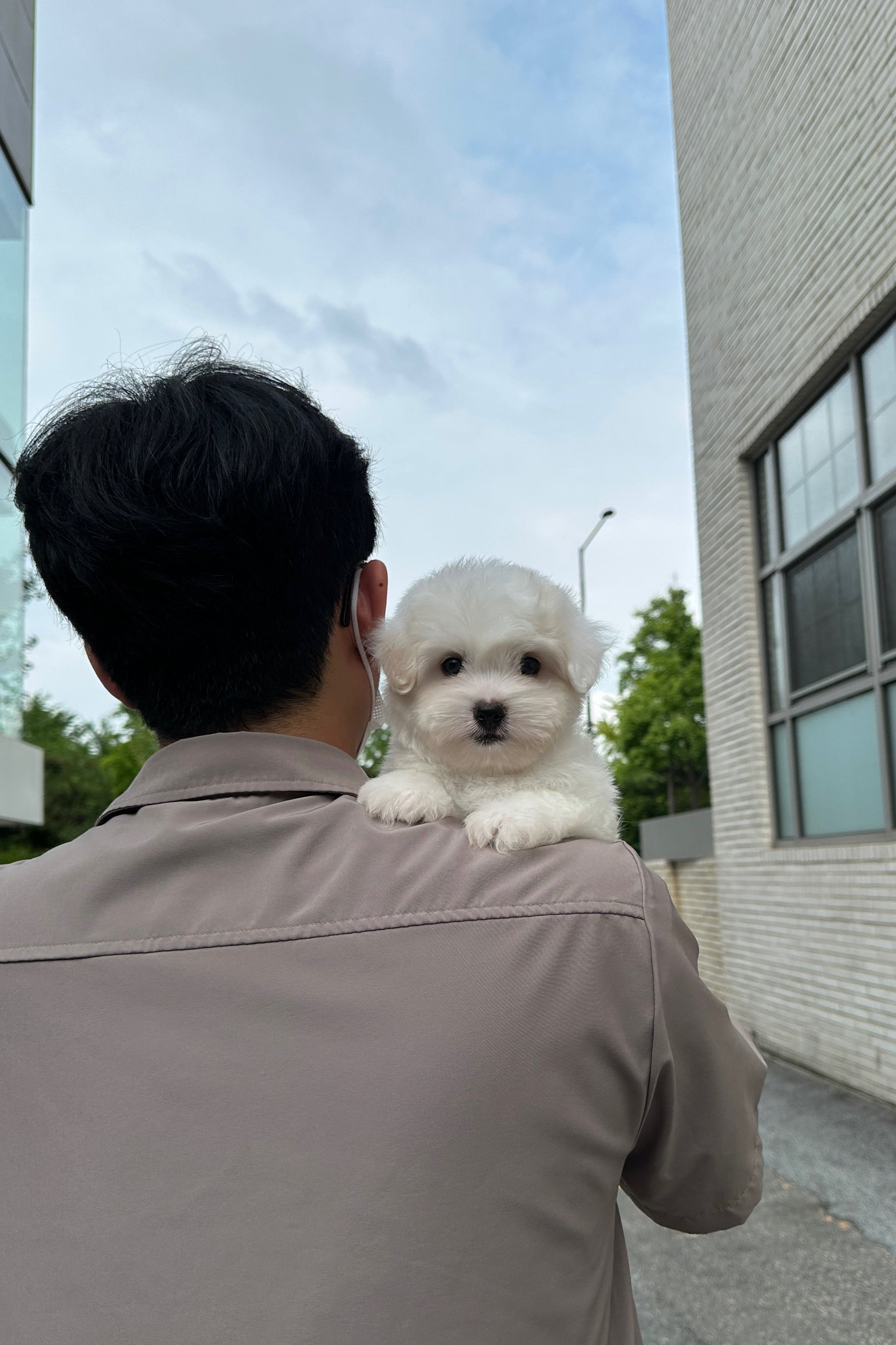 TIMO - MALE (COTON DE TULEAR)