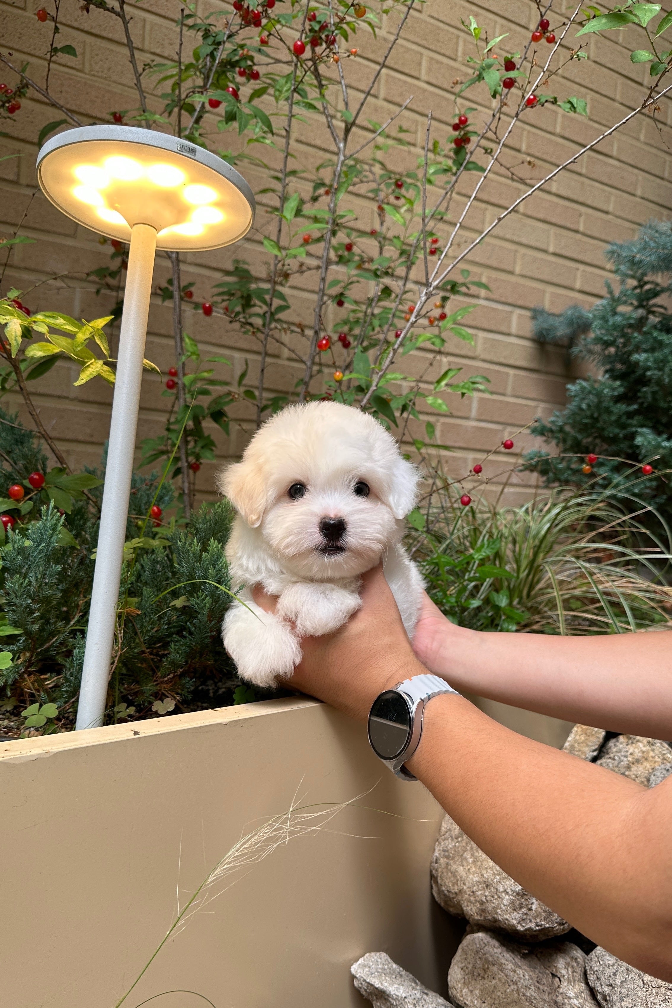 TIMO - MALE (COTON DE TULEAR)