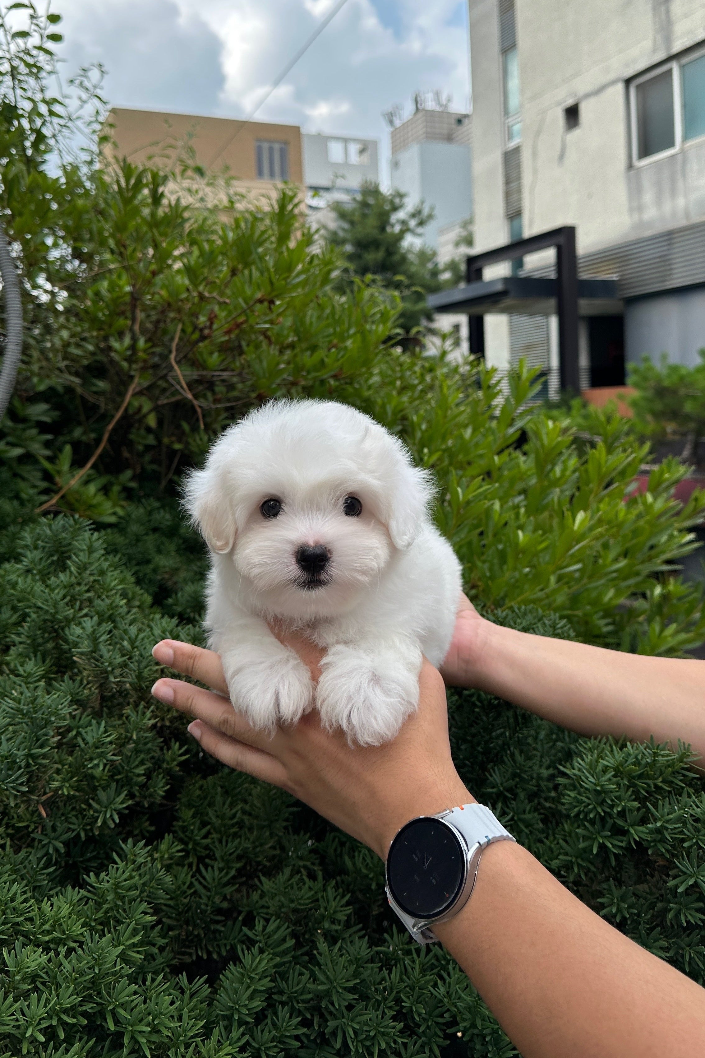 TIMO - MALE (COTON DE TULEAR)
