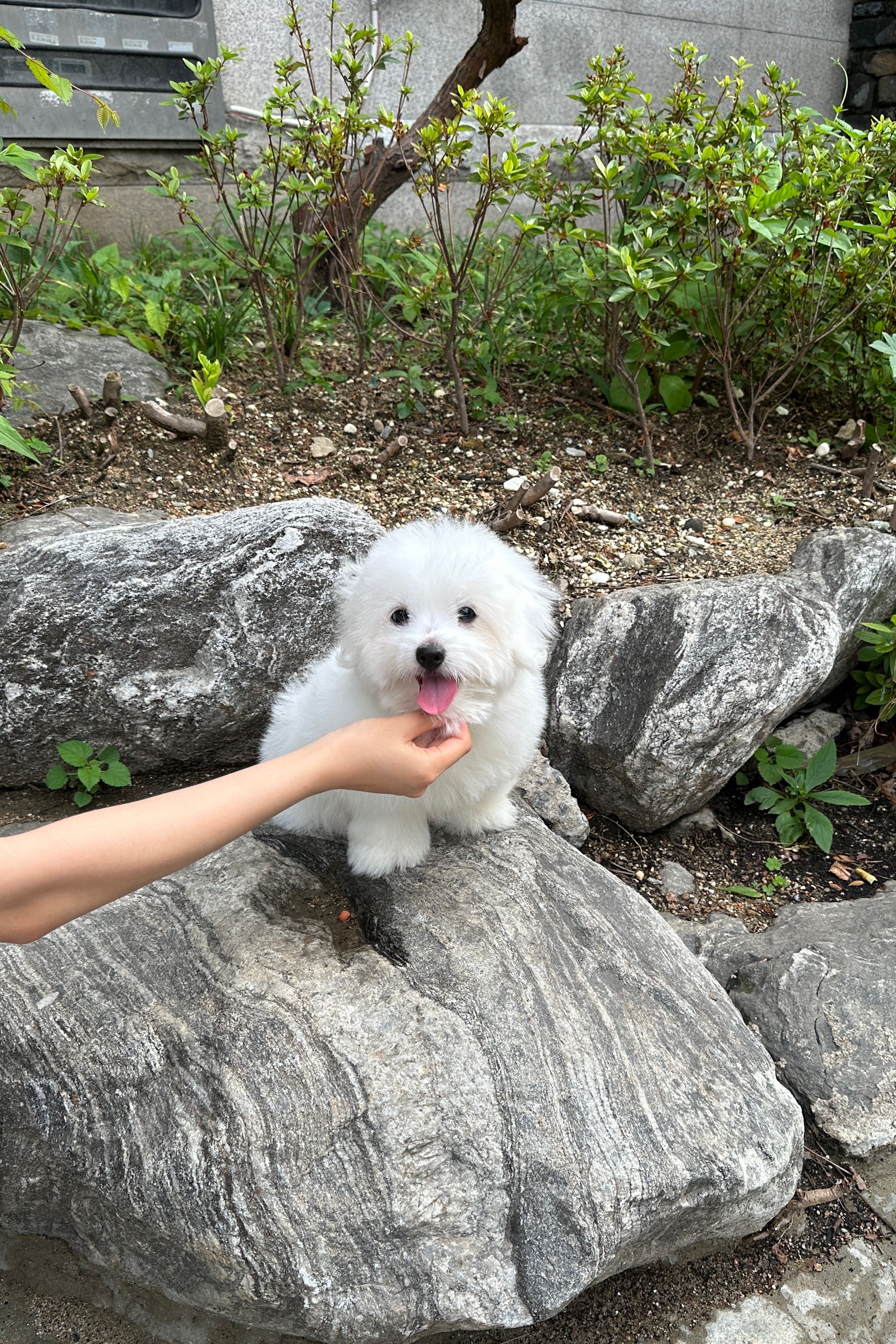 ELSA - FEMALE (COTON DE TULEAR)