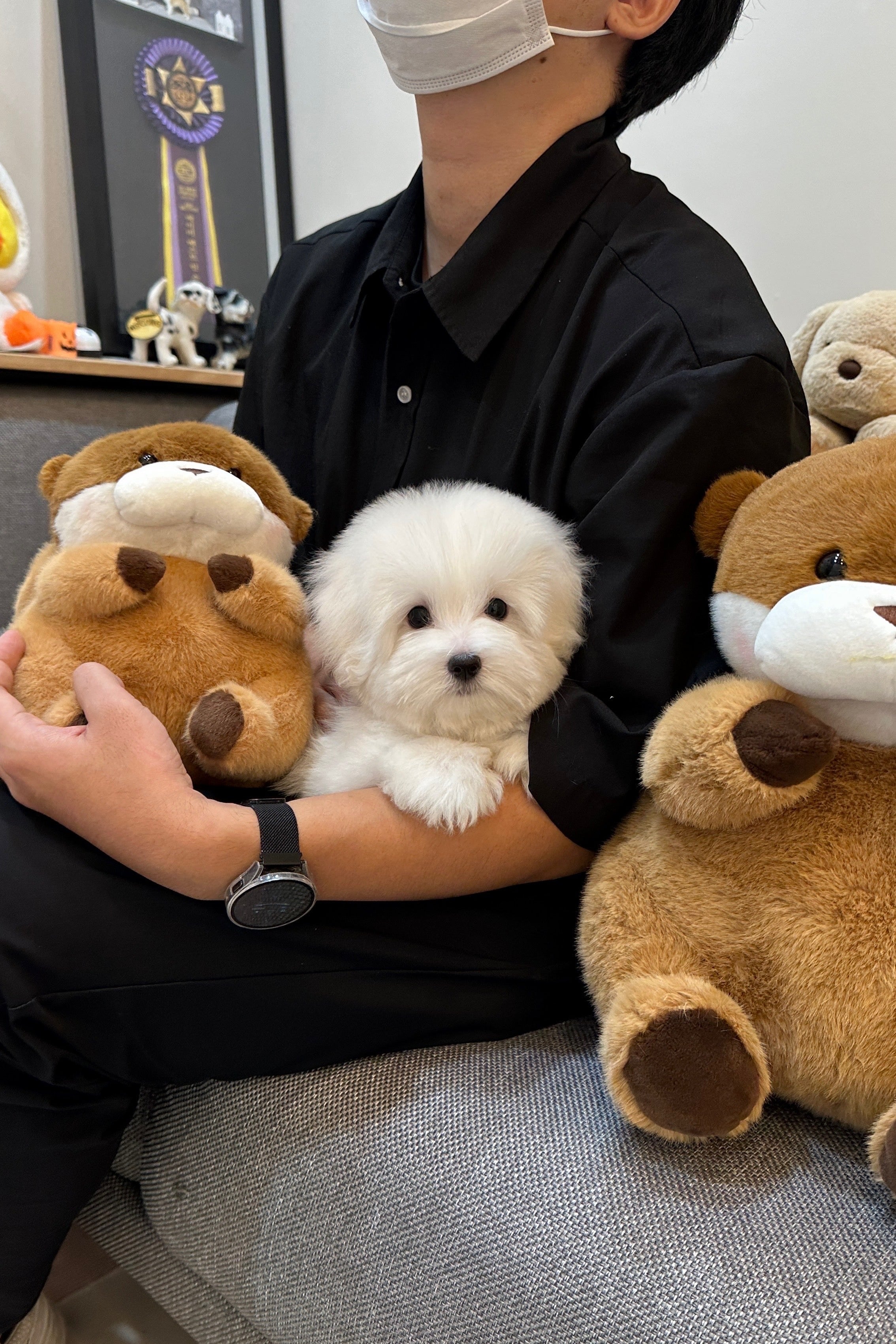 HAROO - MALE (COTON DE TULEAR)