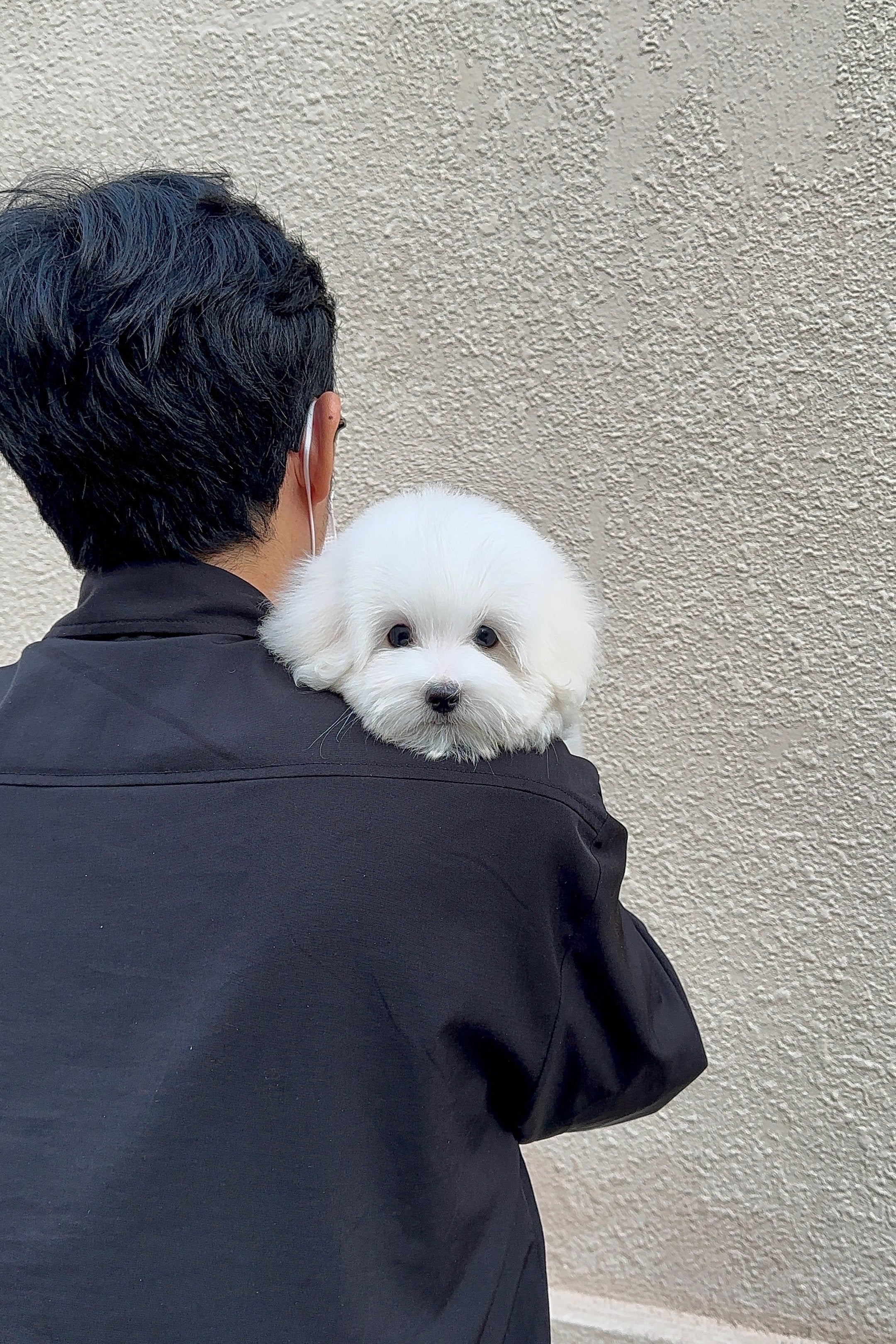 HAROO - MALE (COTON DE TULEAR)