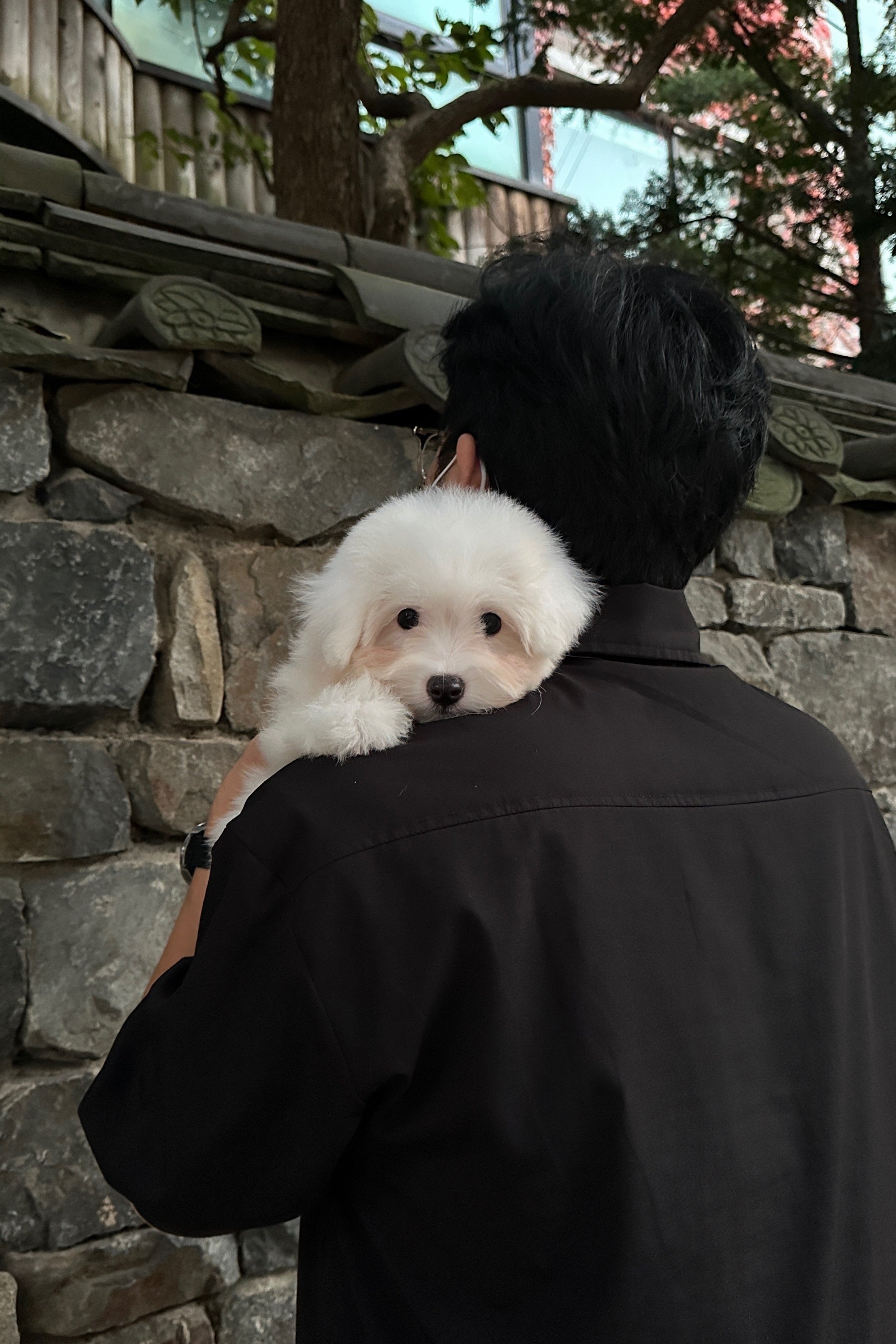 BBO - FEMALE (COTON DE TULEAR)