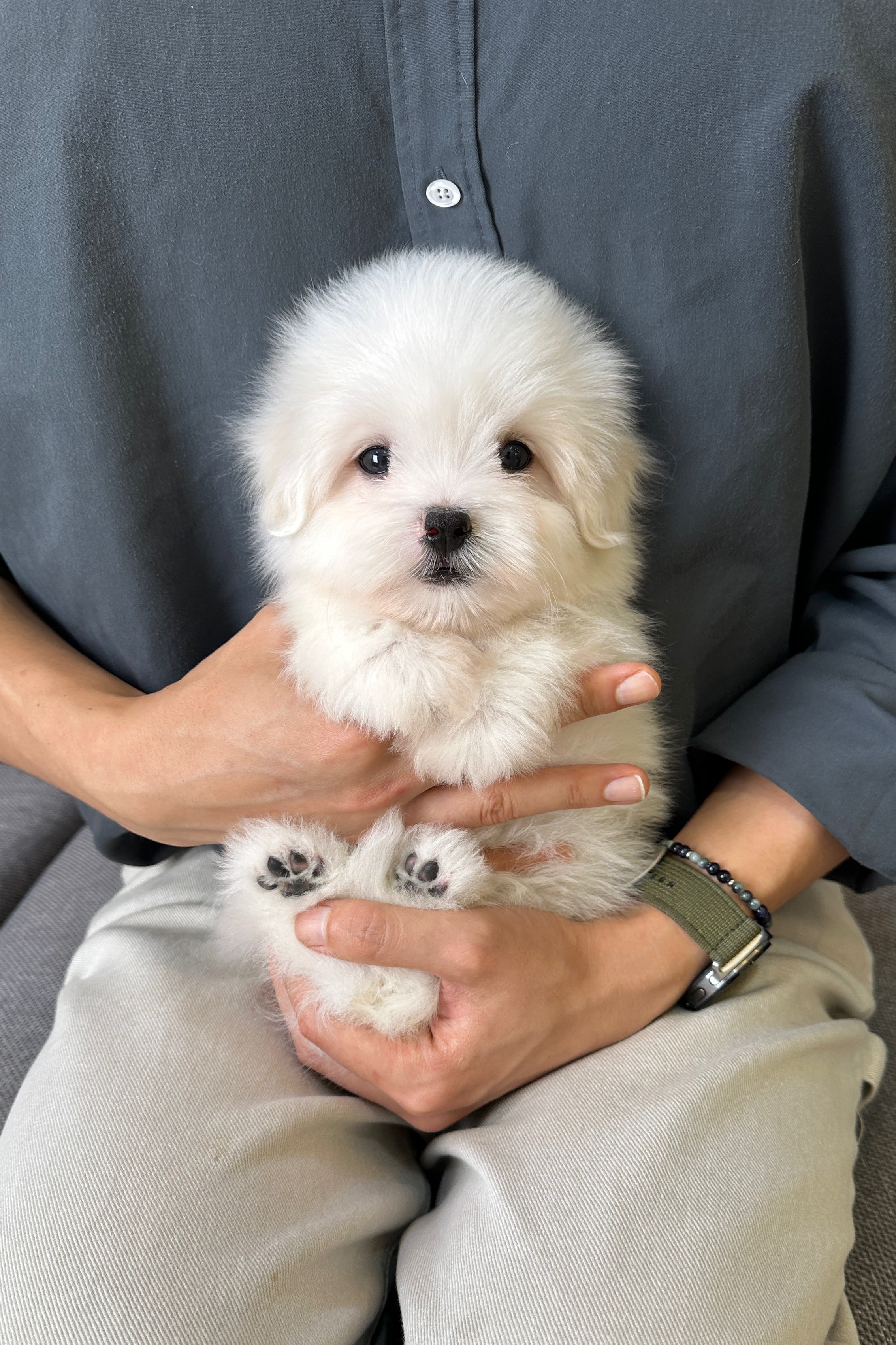 LUCA - MALE (COTON DE TULEAR)