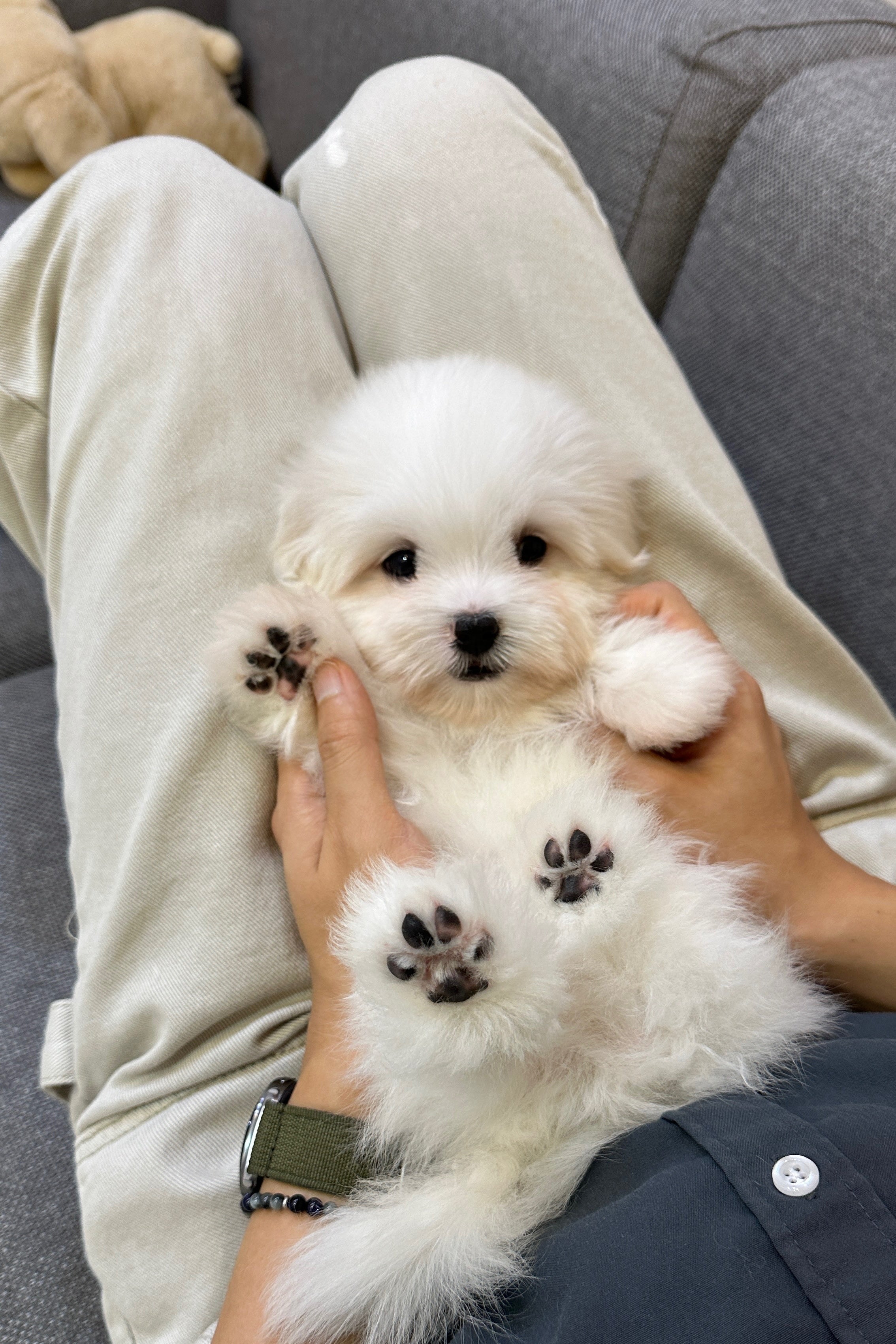 LUCA - MALE (COTON DE TULEAR)