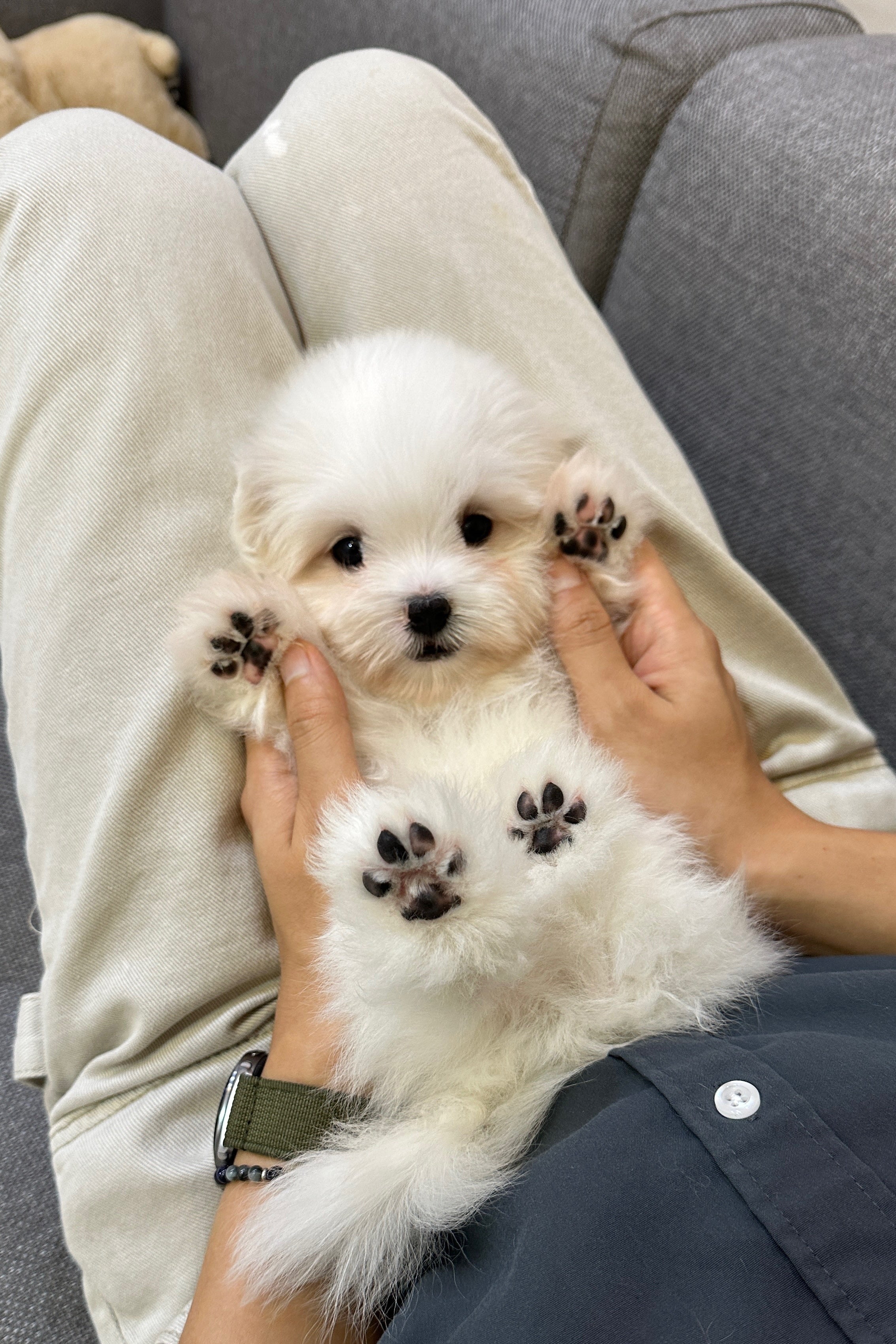 LUCA - MALE (COTON DE TULEAR)